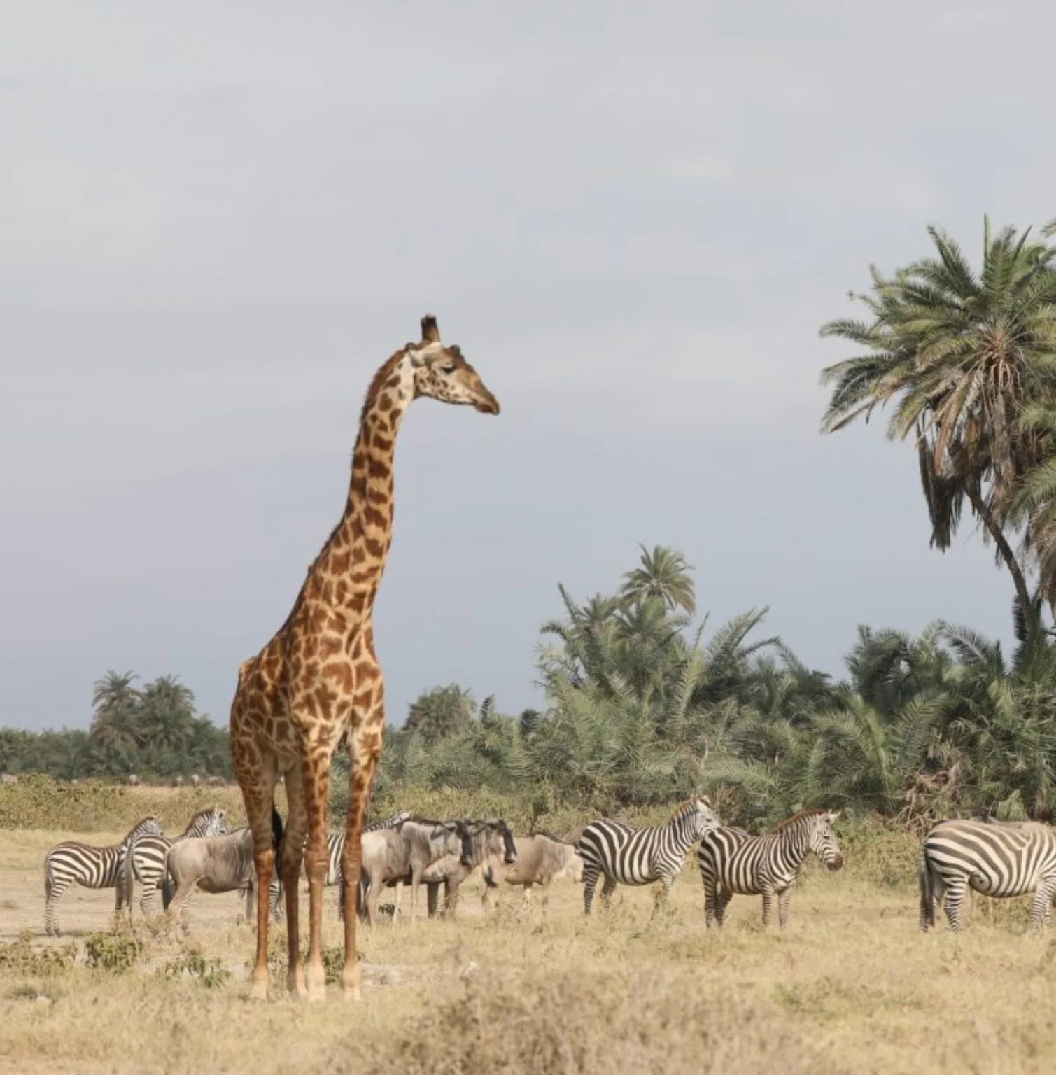 amboseli-national-park-3