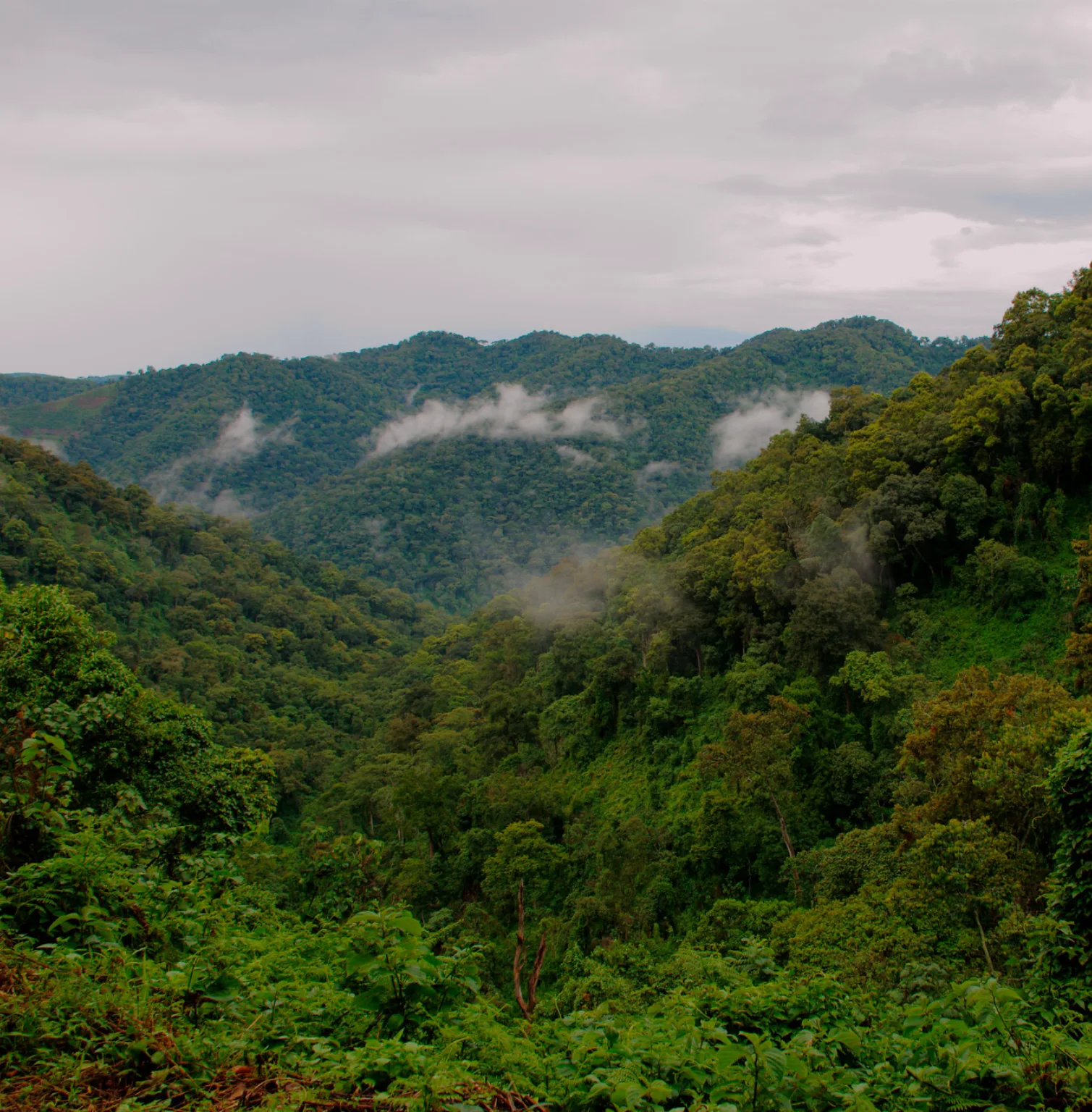 bwindi-impenetrable-national-park-1