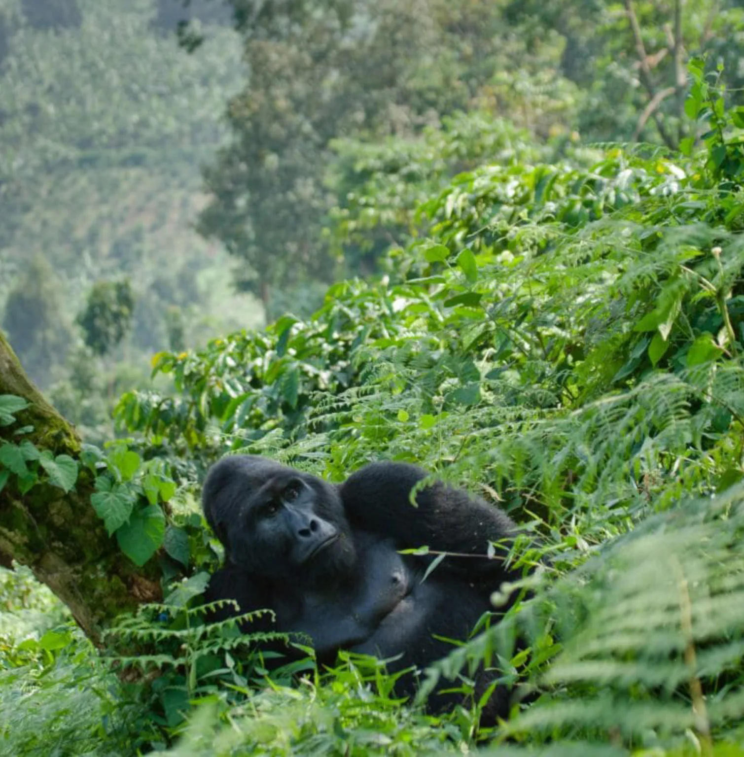 bwindi-impenetrable-national-park-2