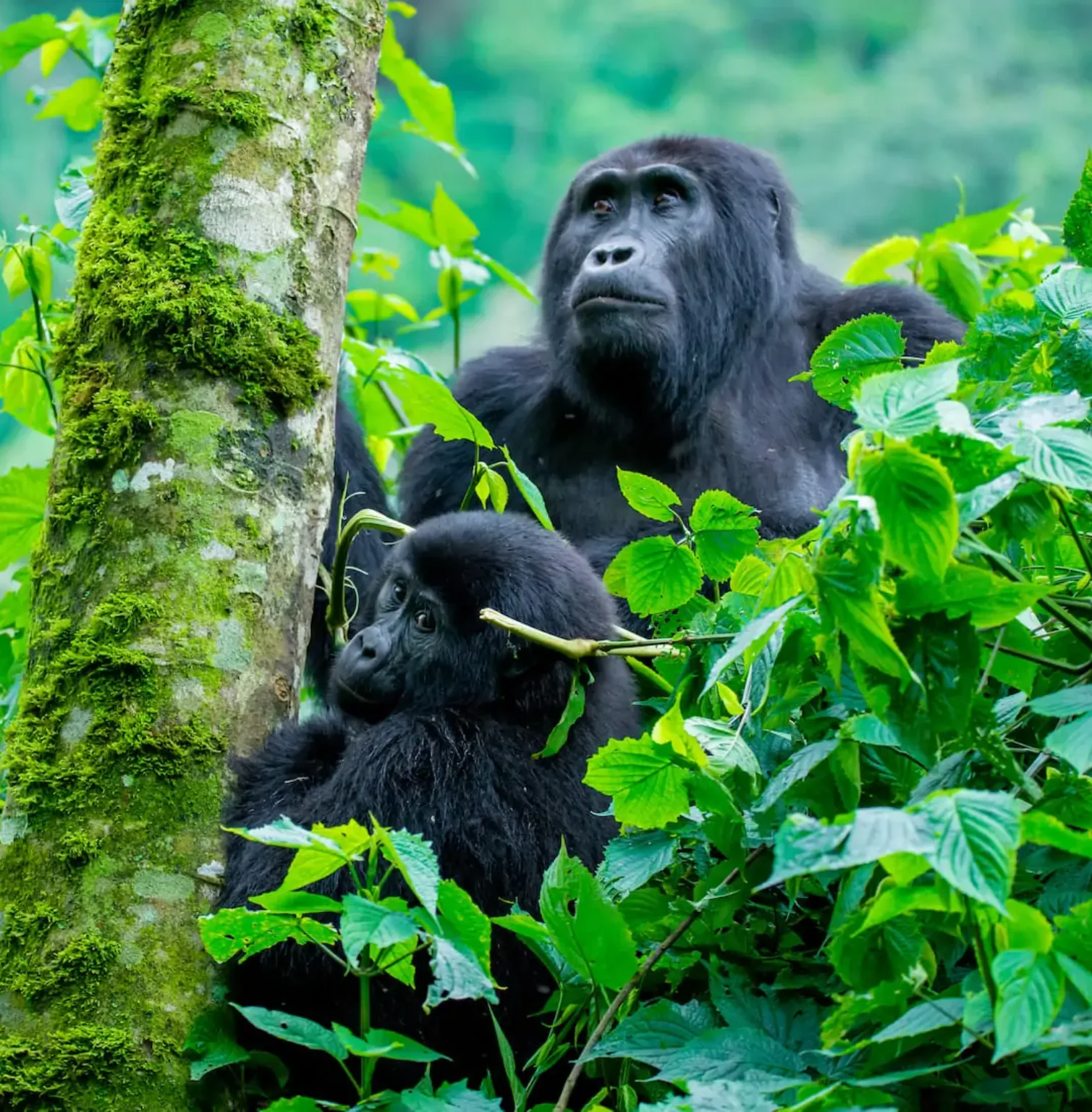bwindi-impenetrable-national-park-4