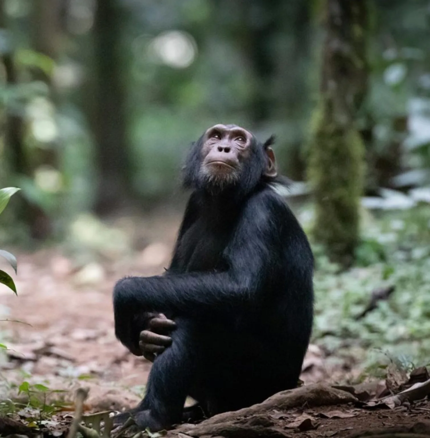 kibale-national-park-2