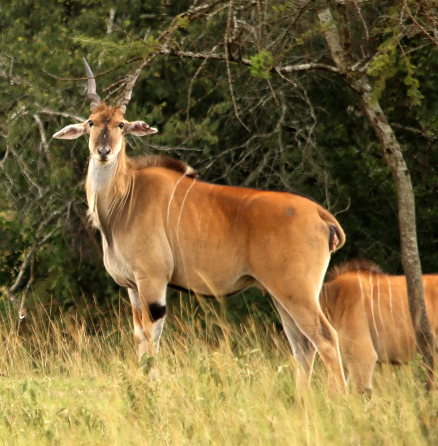 lake-mburo-national-park-1