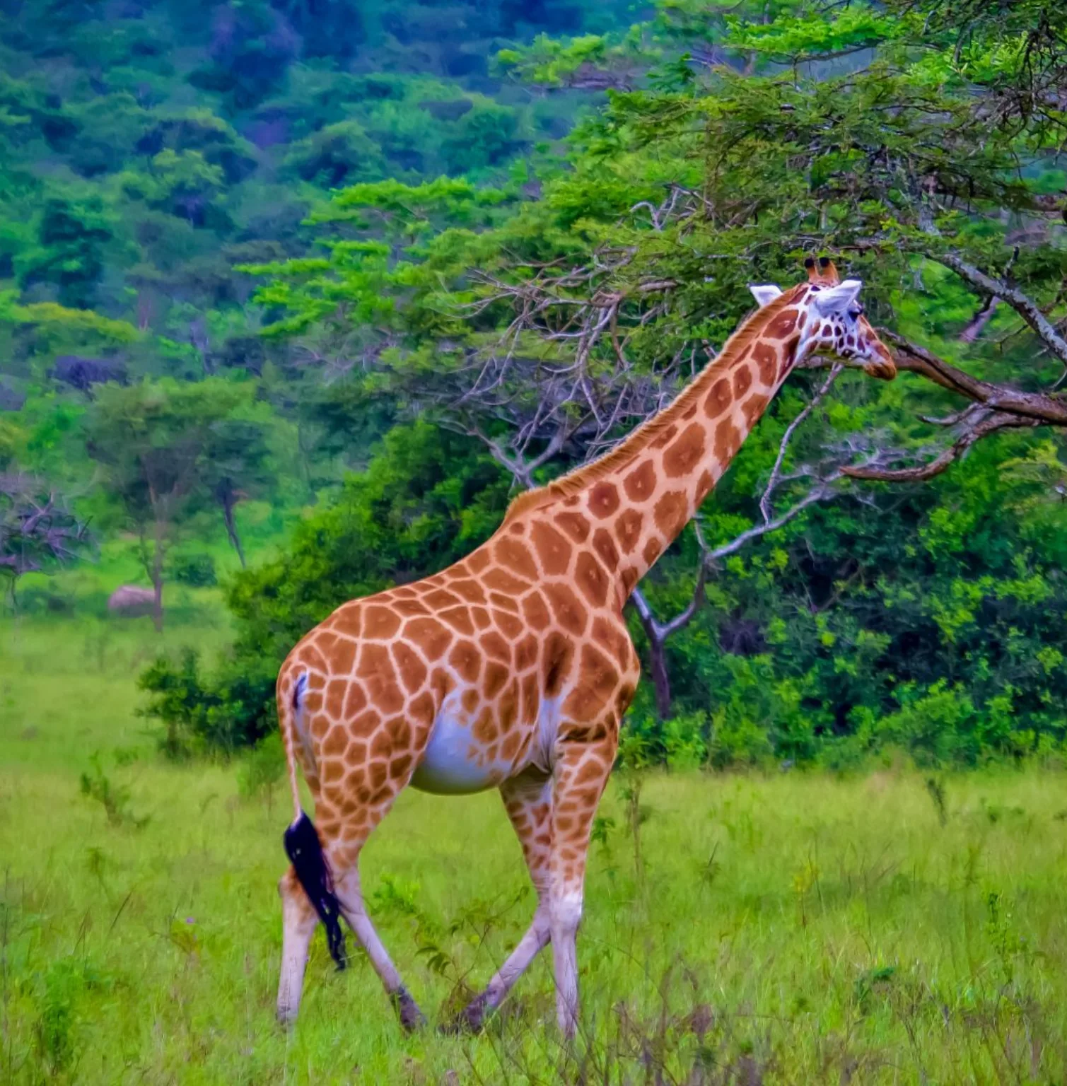 lake-mburo-national-park-2