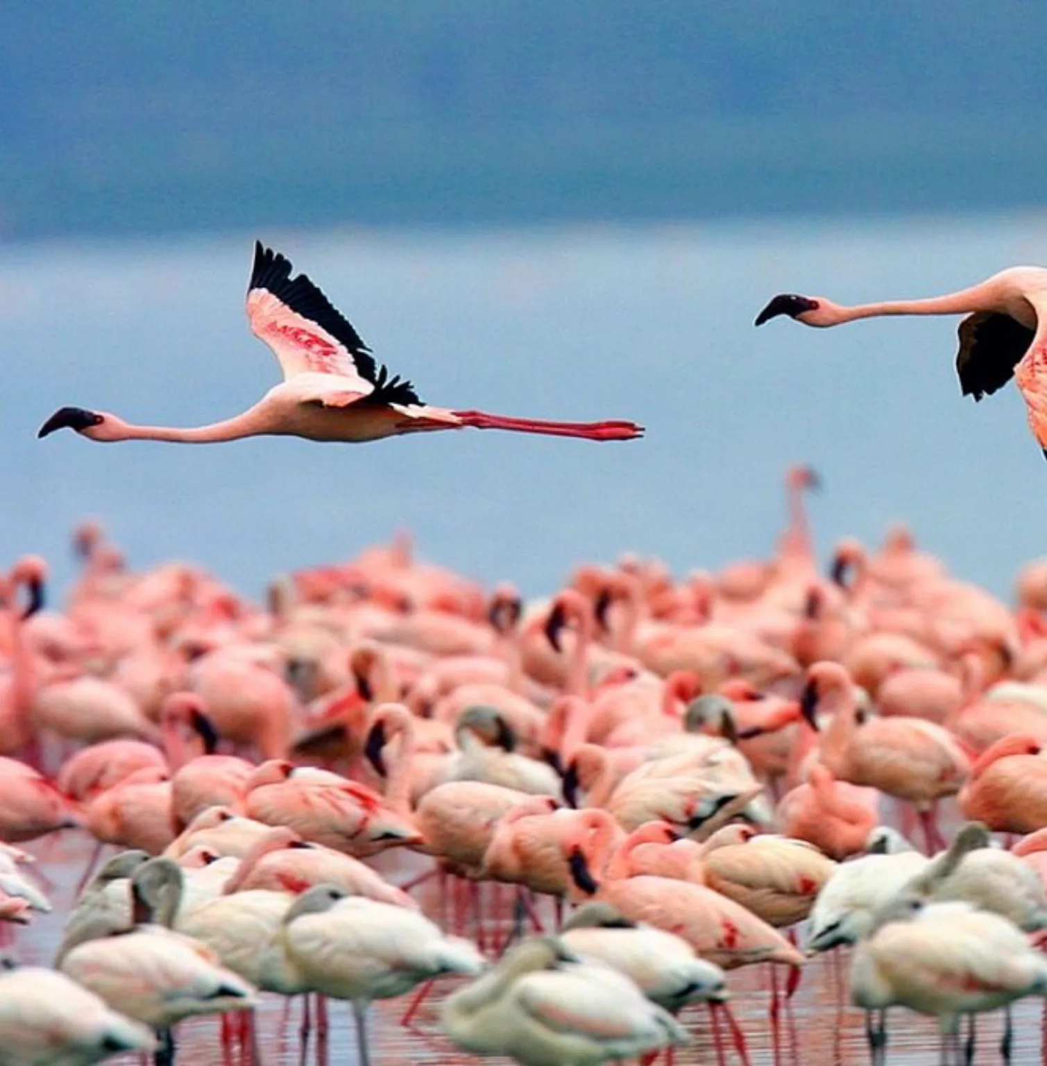 lake-nakuru-national-park-1