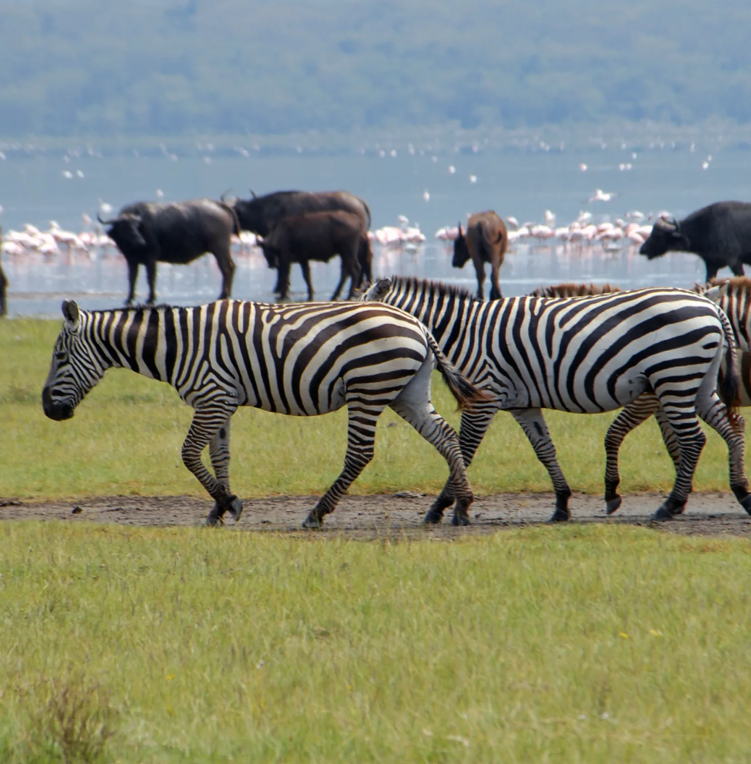 lake-nakuru-national-park-2