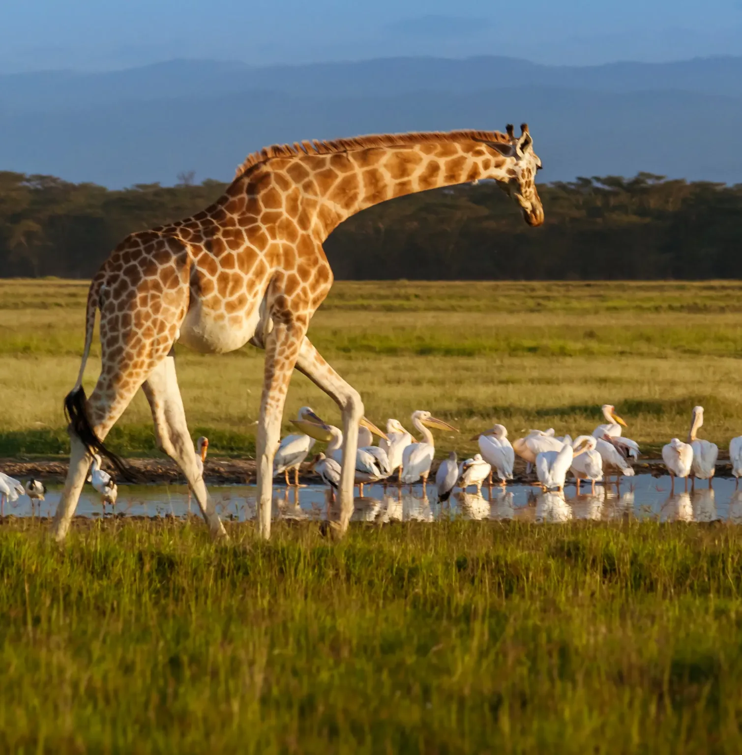 lake-nakuru-national-park-4