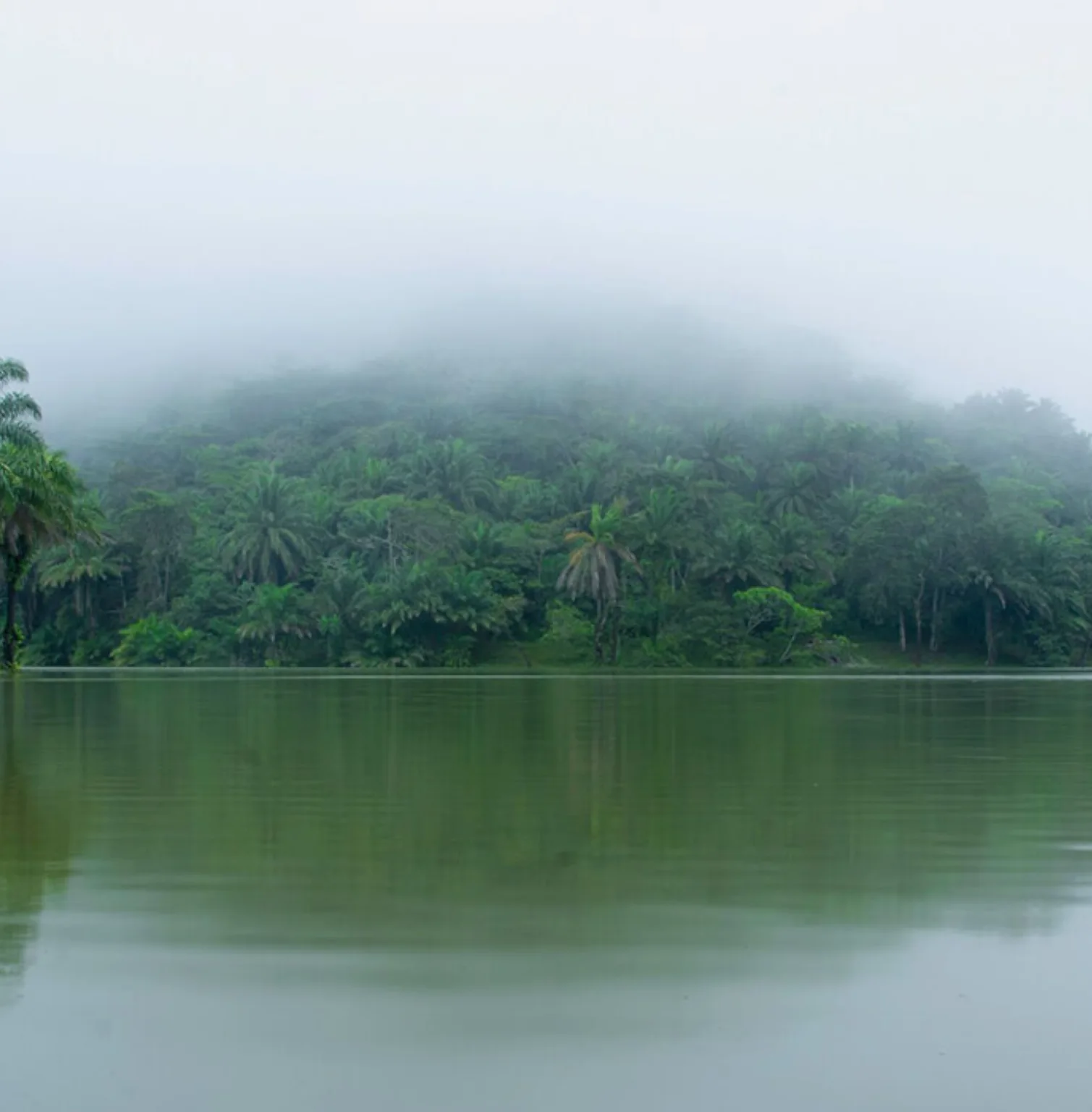 magoroto-forest-1