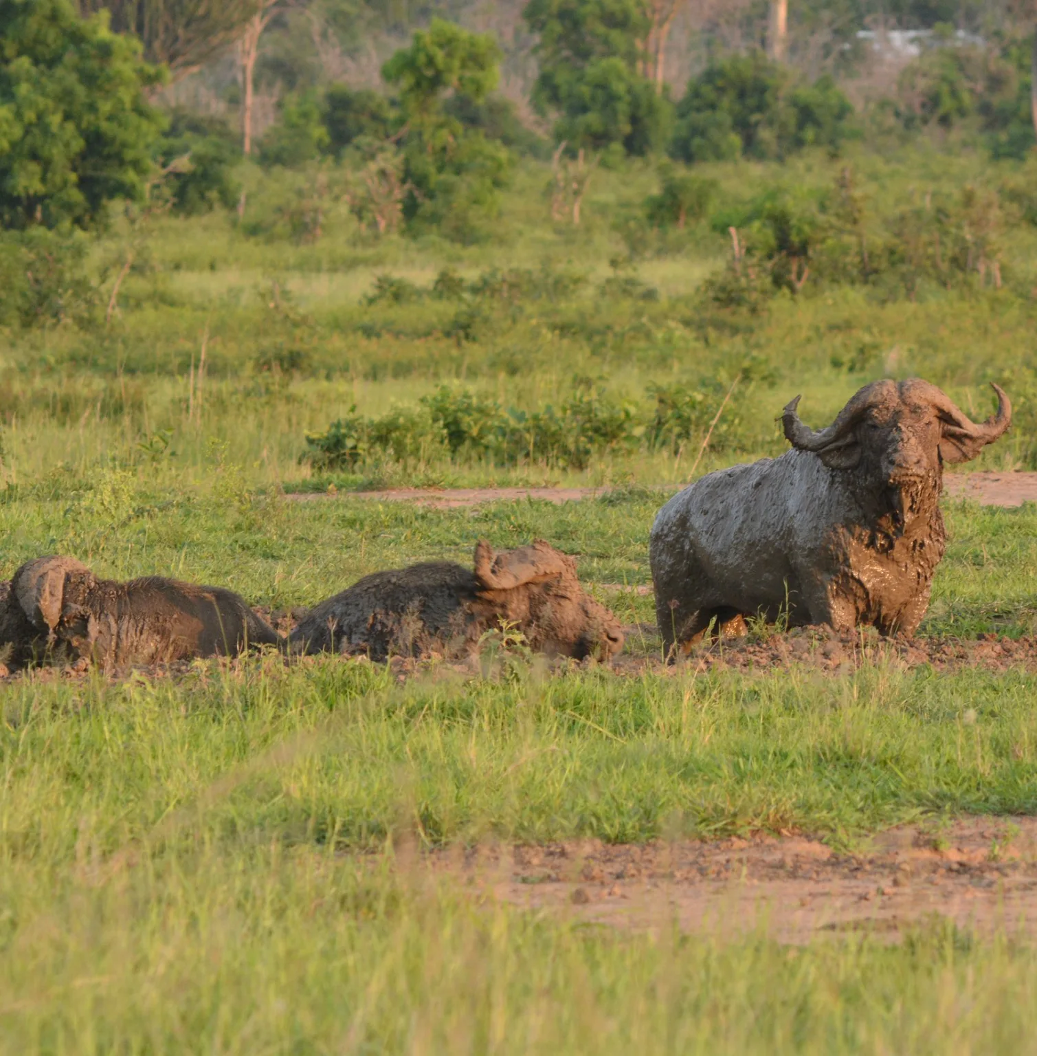 mikumi-national-park4
