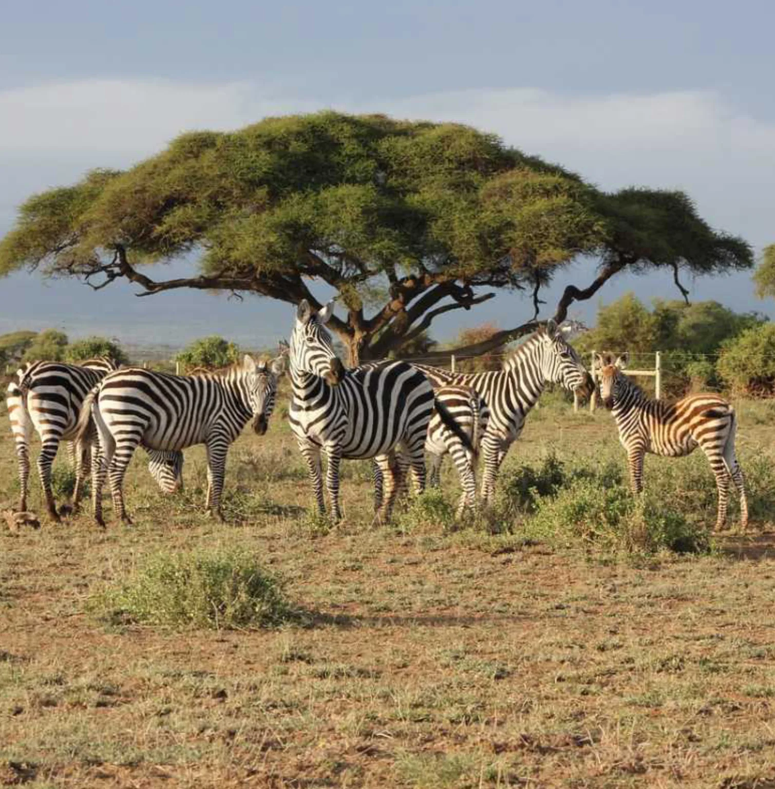 mount-kenya-national-park-2
