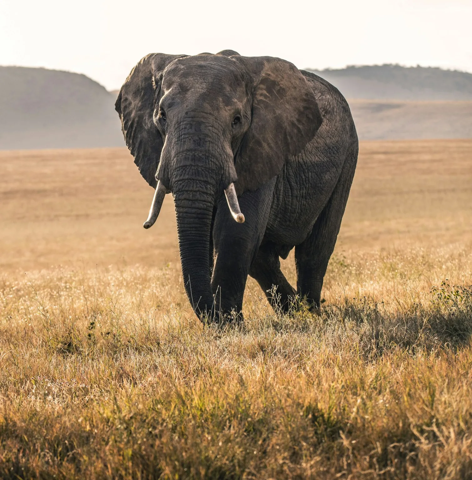 mount-kenya-national-park-4