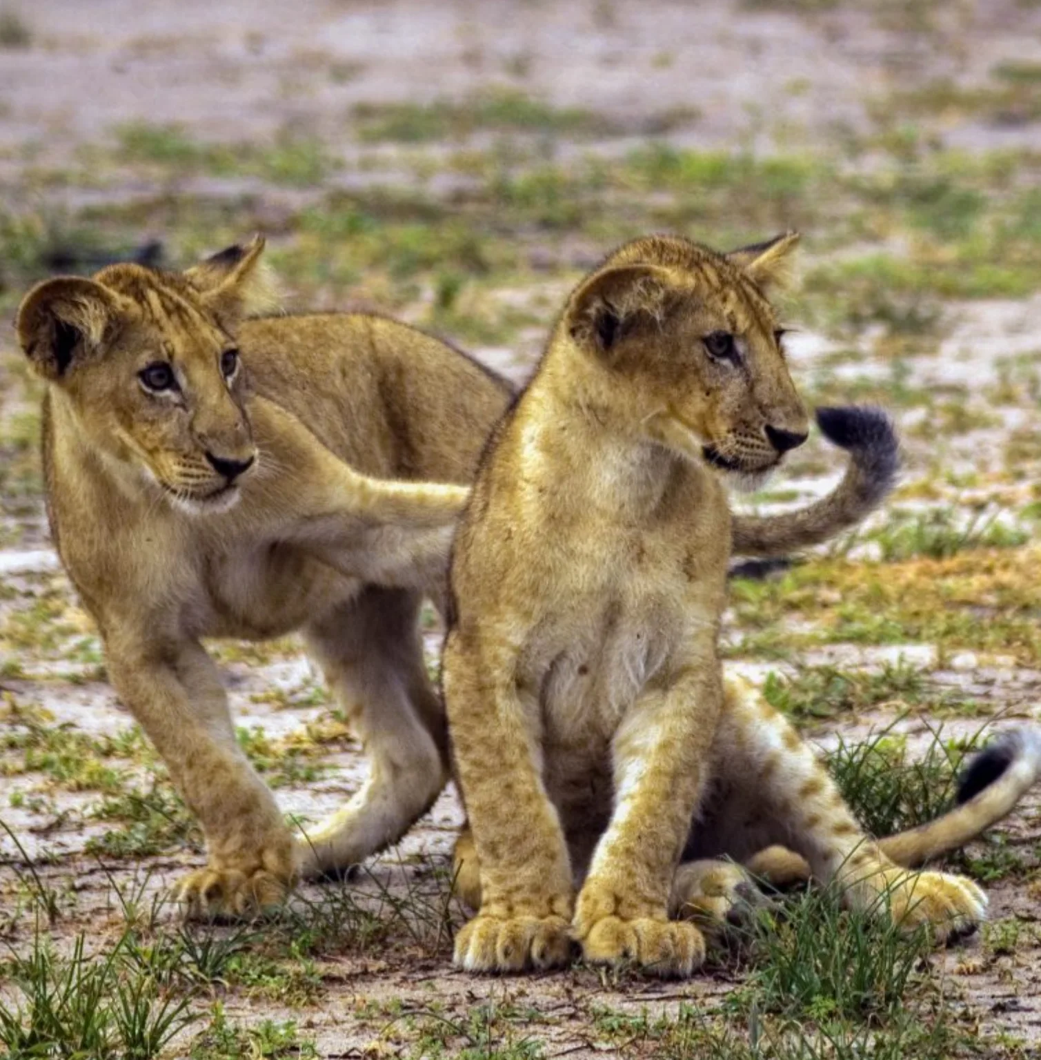nyerere-national-park-3