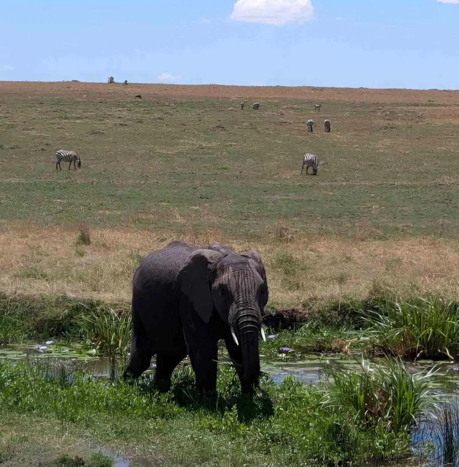 saadani-national-park-1