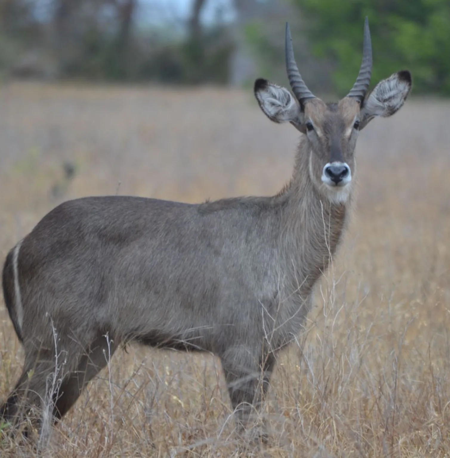 saadani-national-park-2
