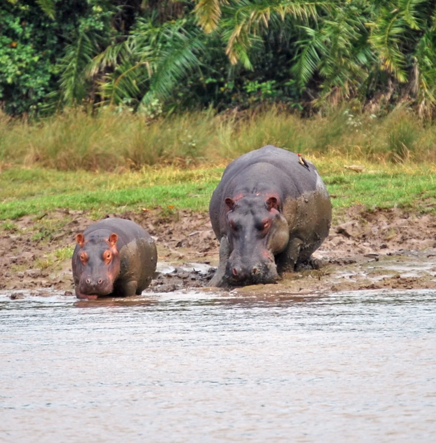 saadani-national-park-3