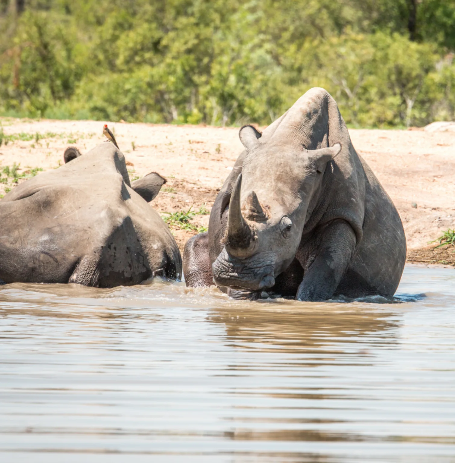 saadani-national-park-4