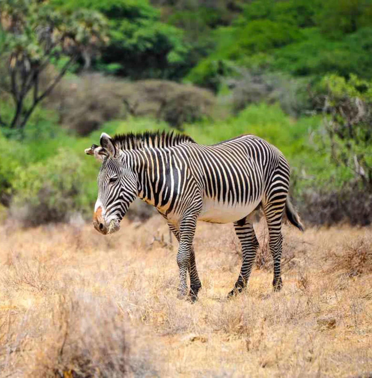 samburu-national-reserve-1