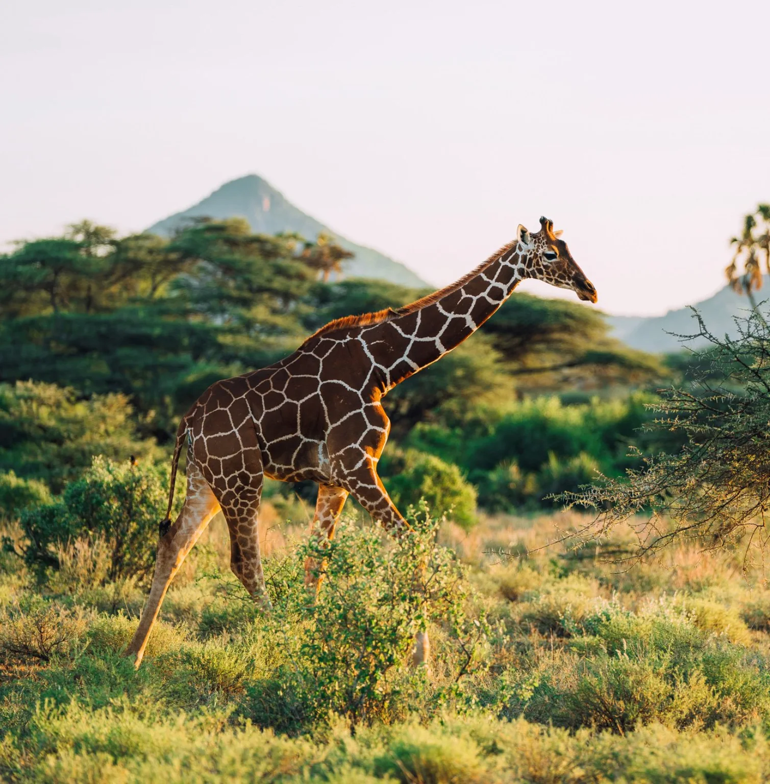 samburu-national-reserve-2