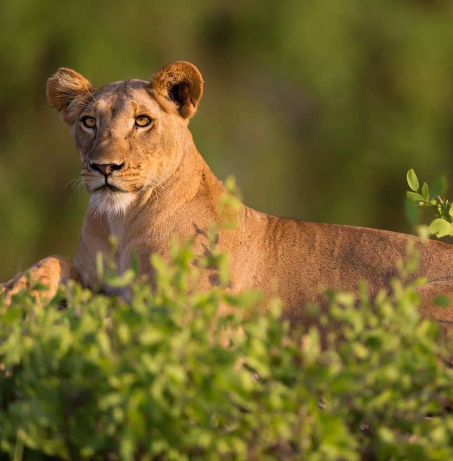 samburu-national-reserve-3
