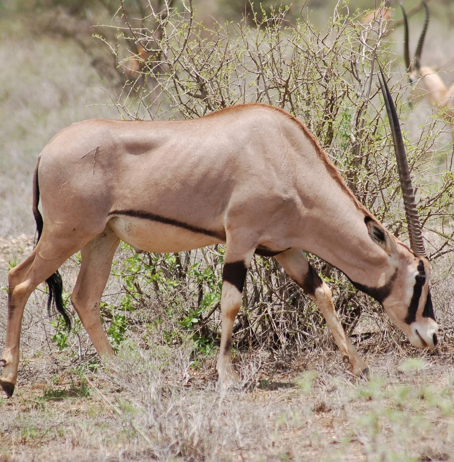 samburu-national-reserve-4
