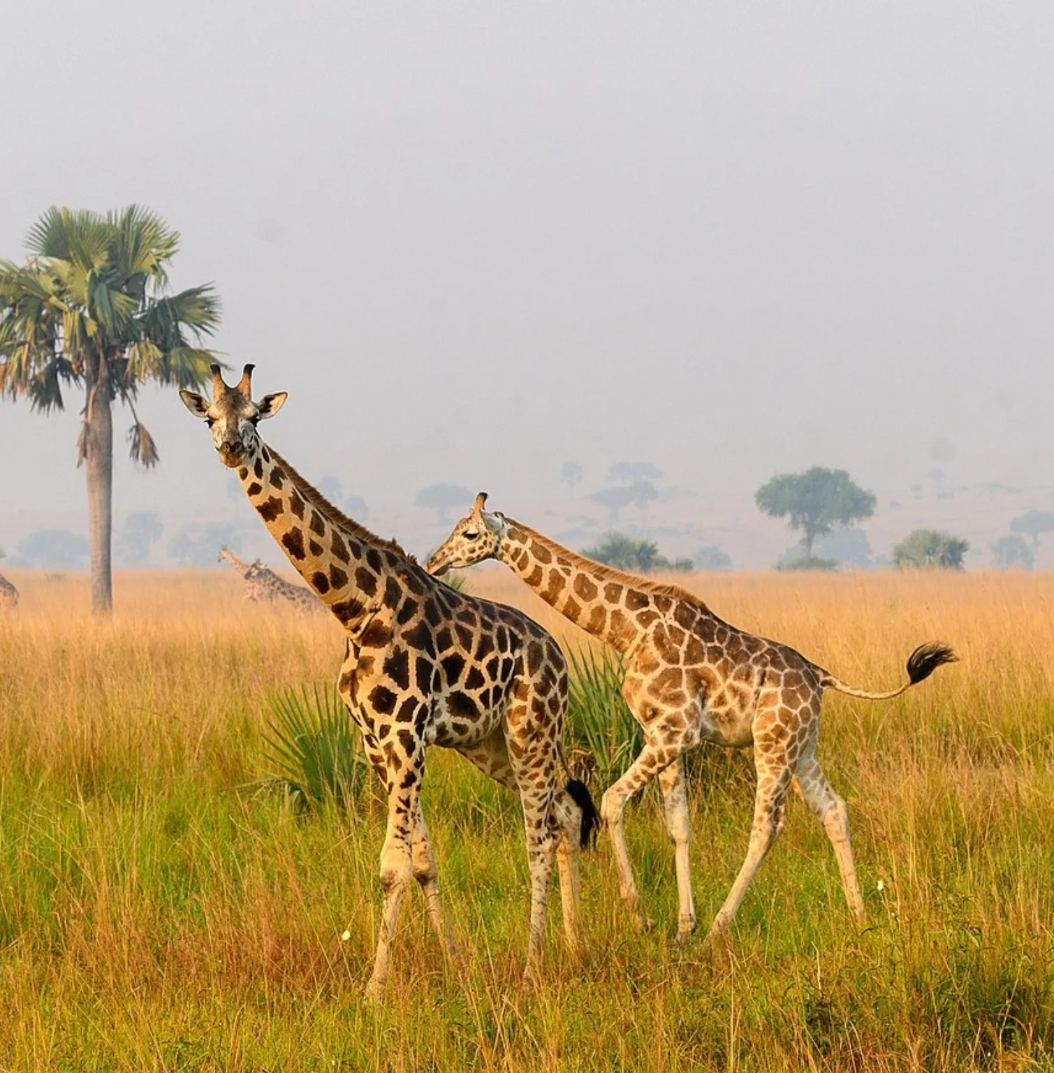semuliki-national-park-2