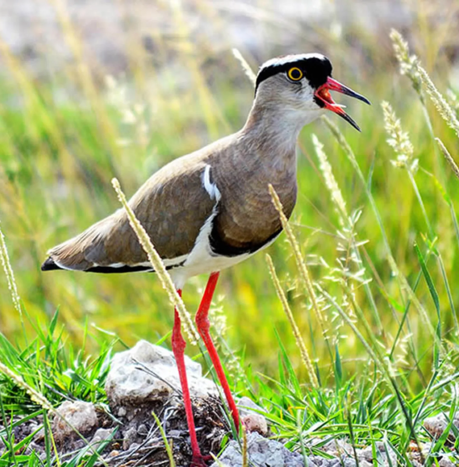 semuliki-national-park-3