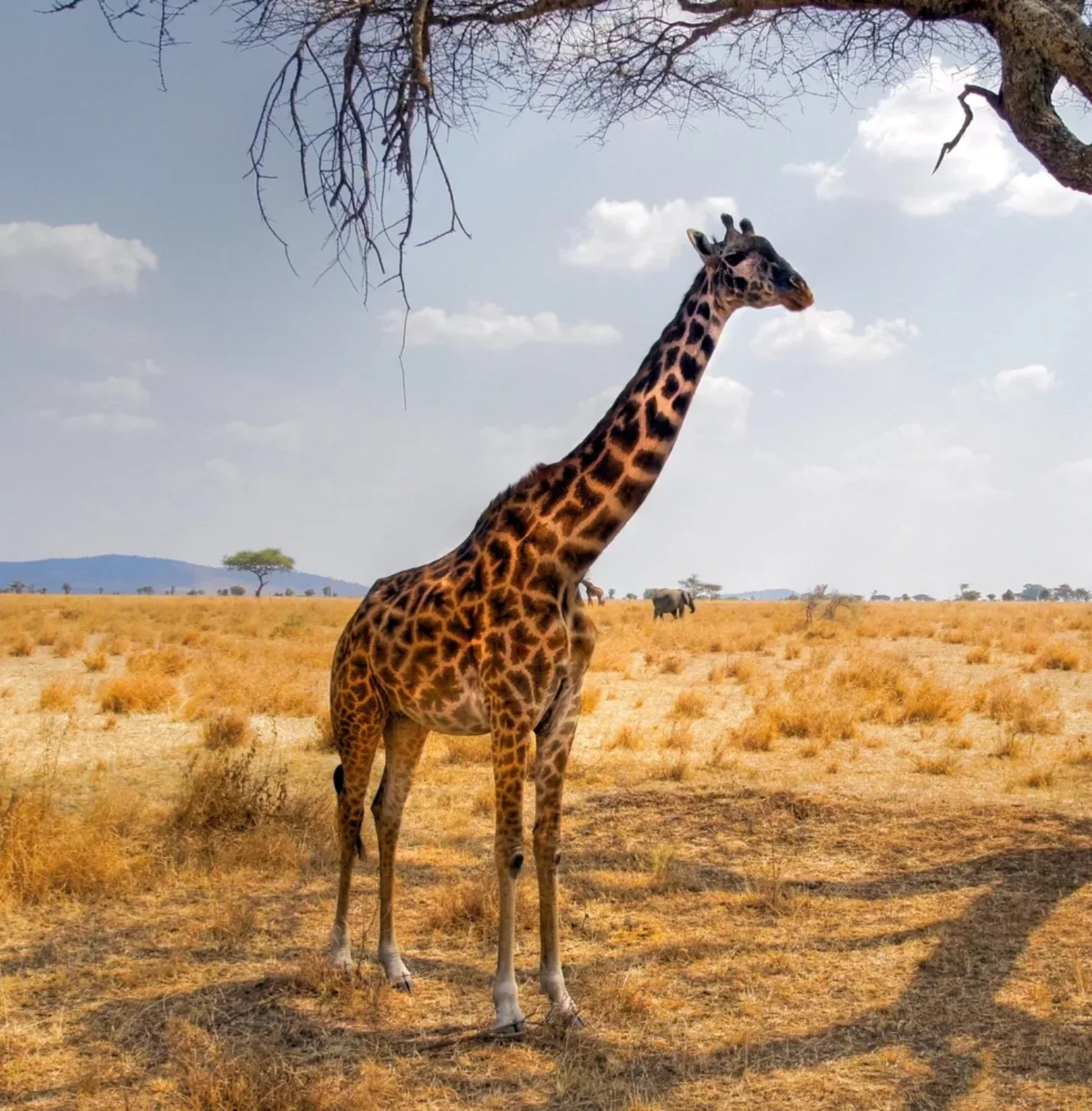serengeti-national-park-1