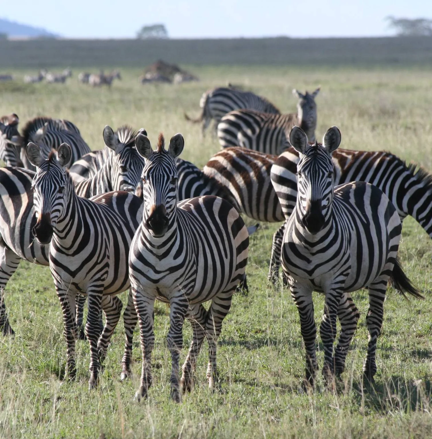 serengeti-national-park-3