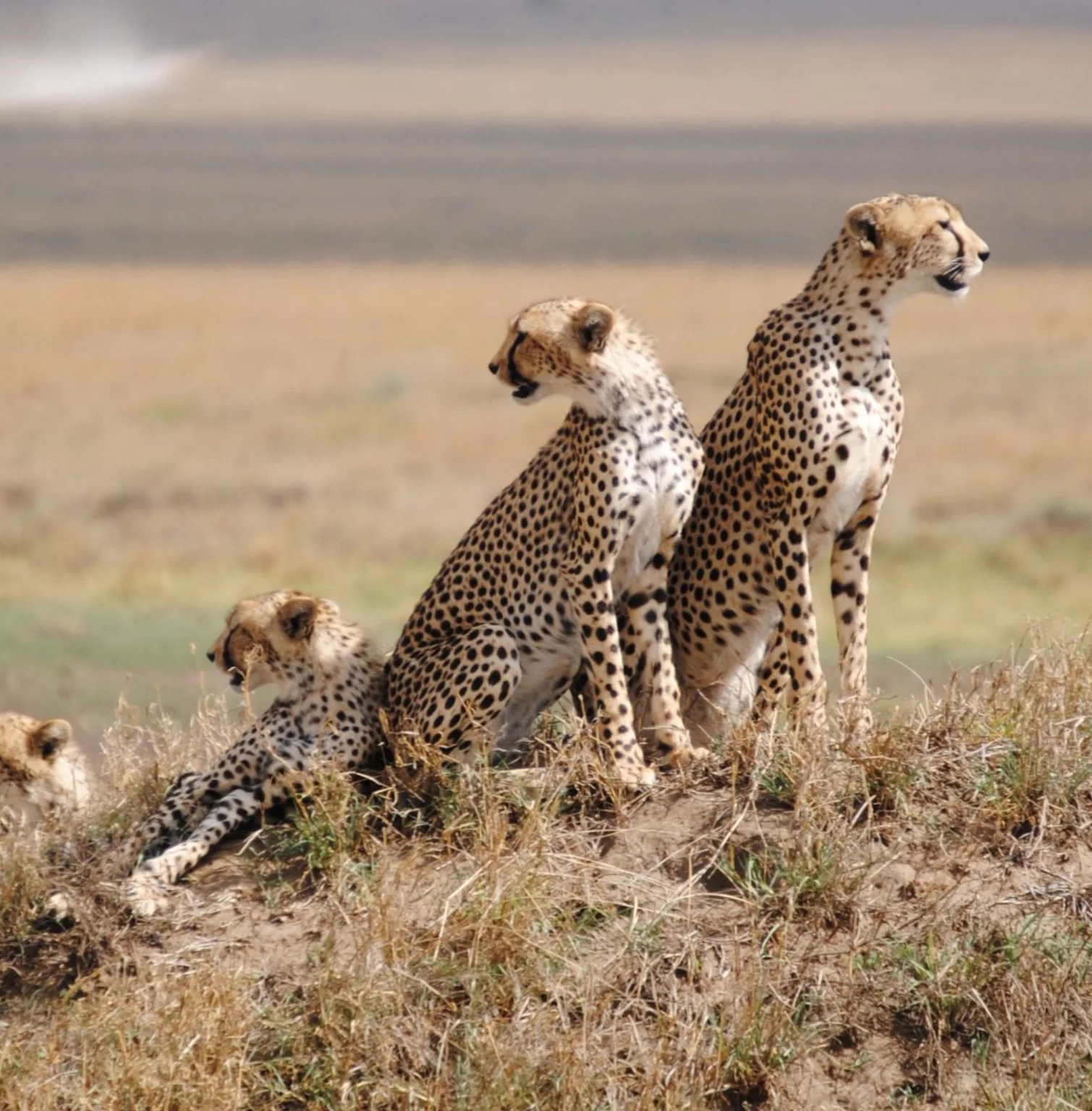 serengeti-national-park-4