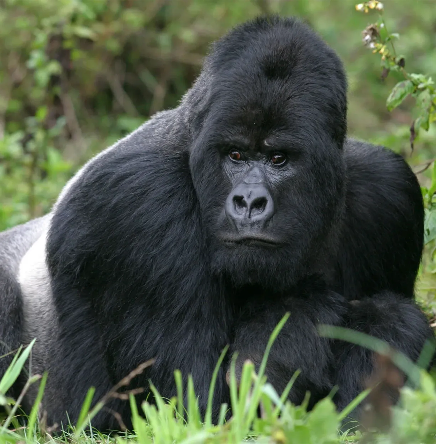 virunga-mountain-national-park-2