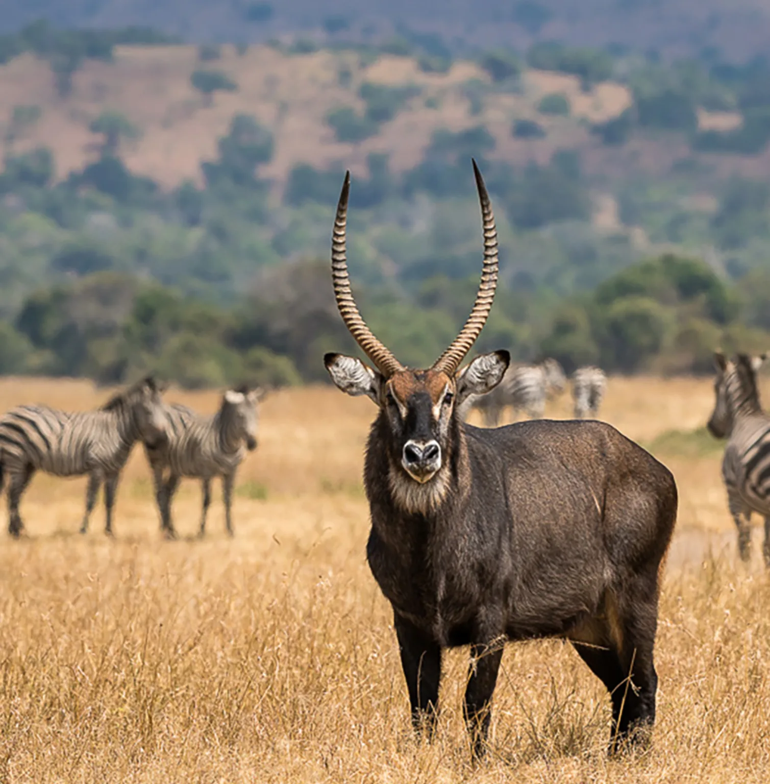 akagera-national-park-1