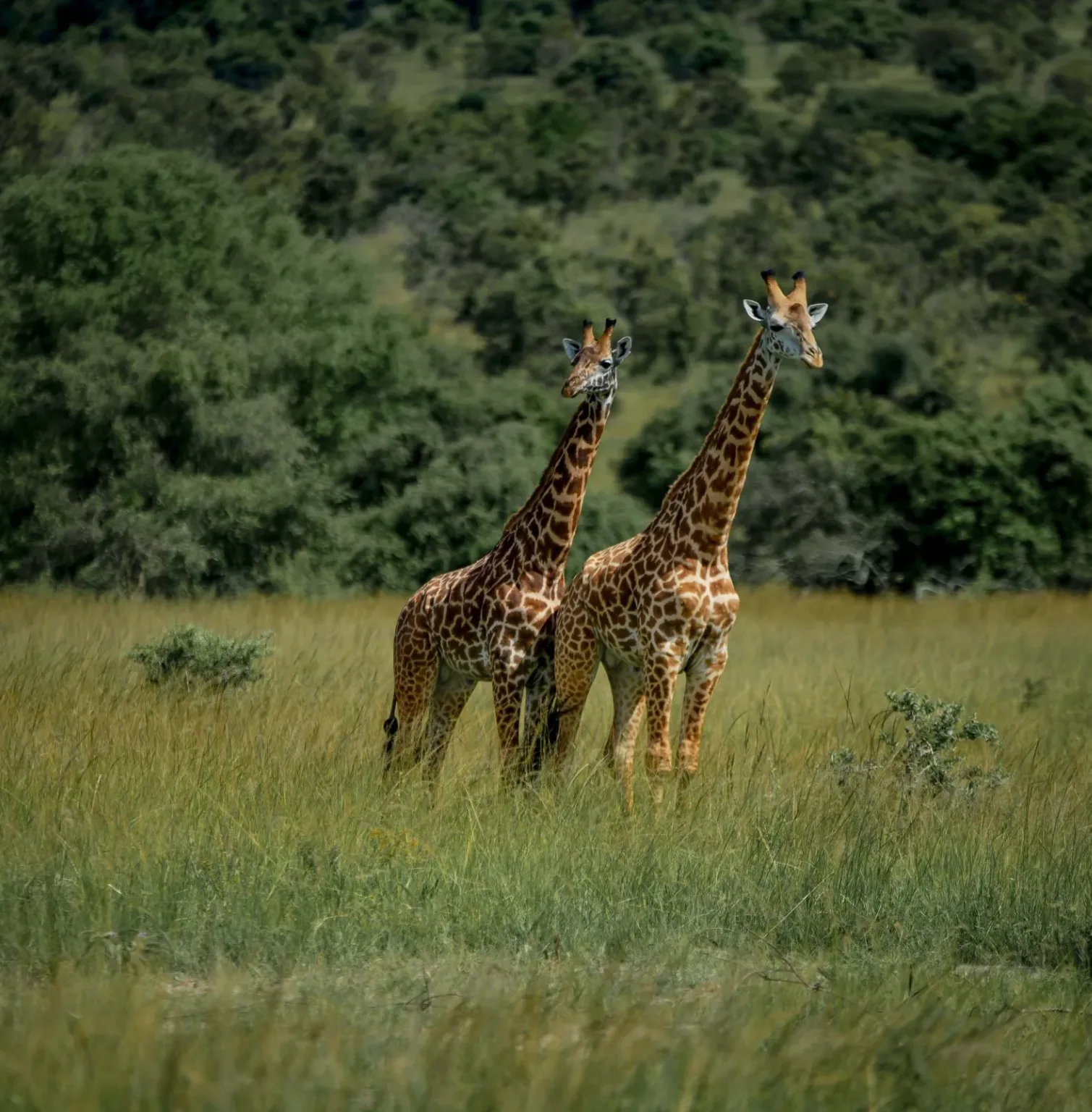 akagera-national-park-2