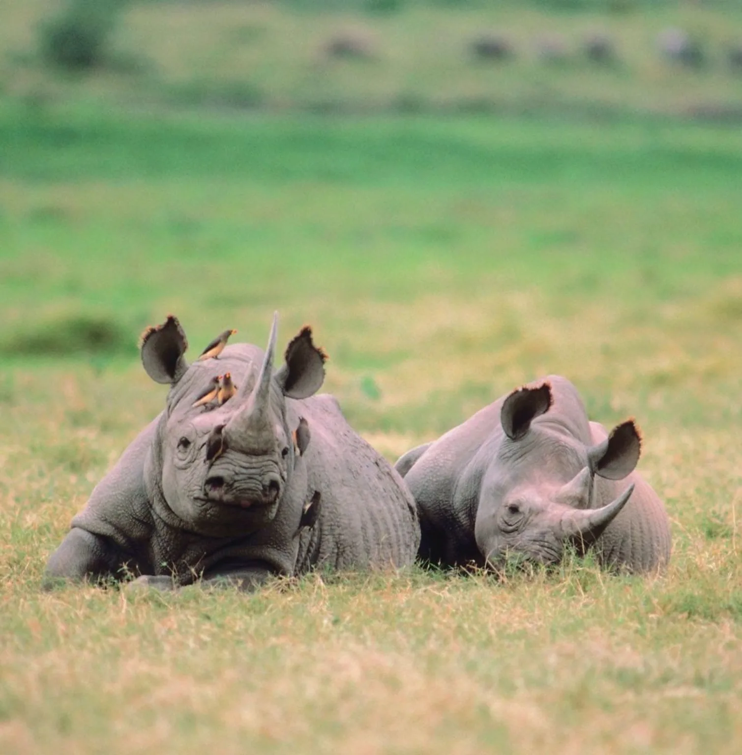 akagera-national-park-3