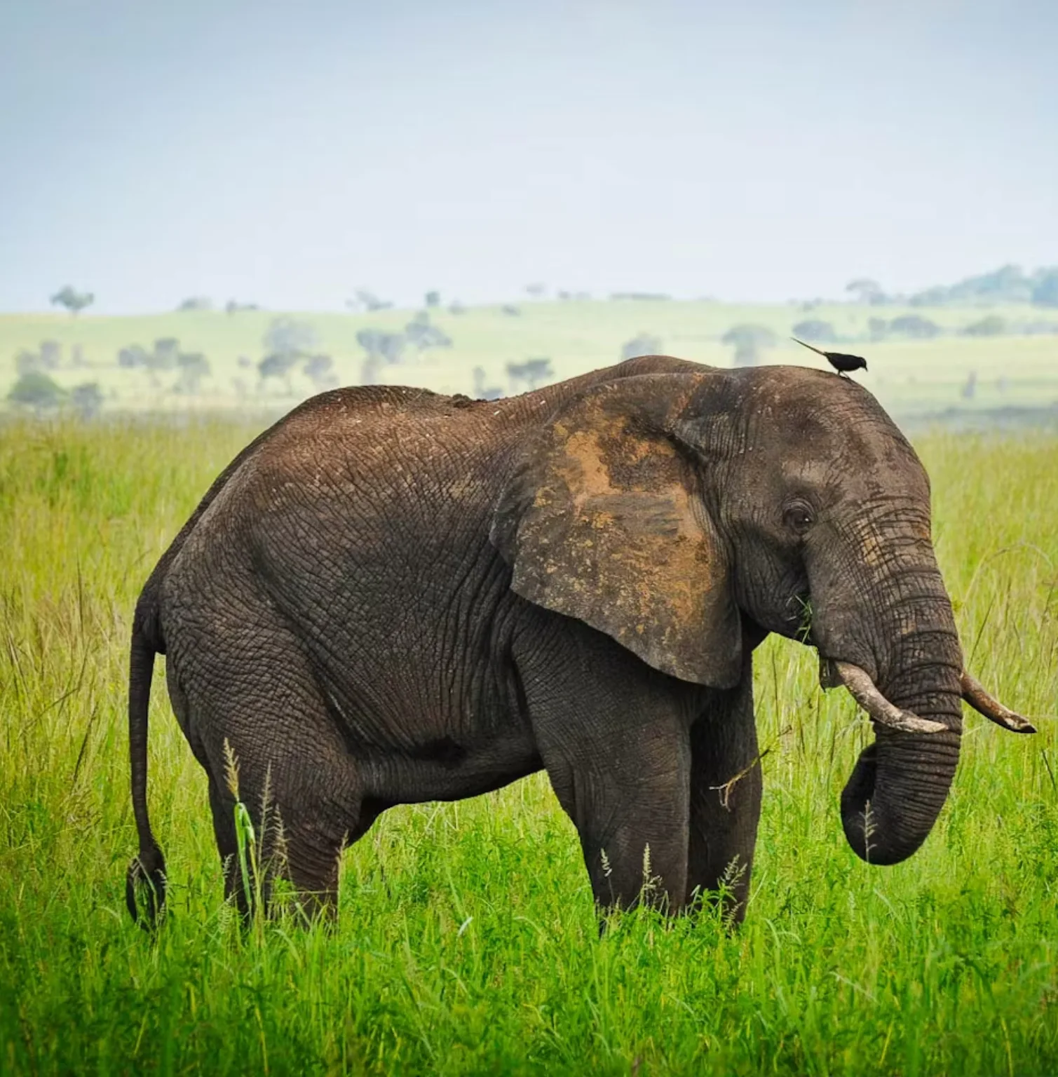 kidepo-valley-national-park-1