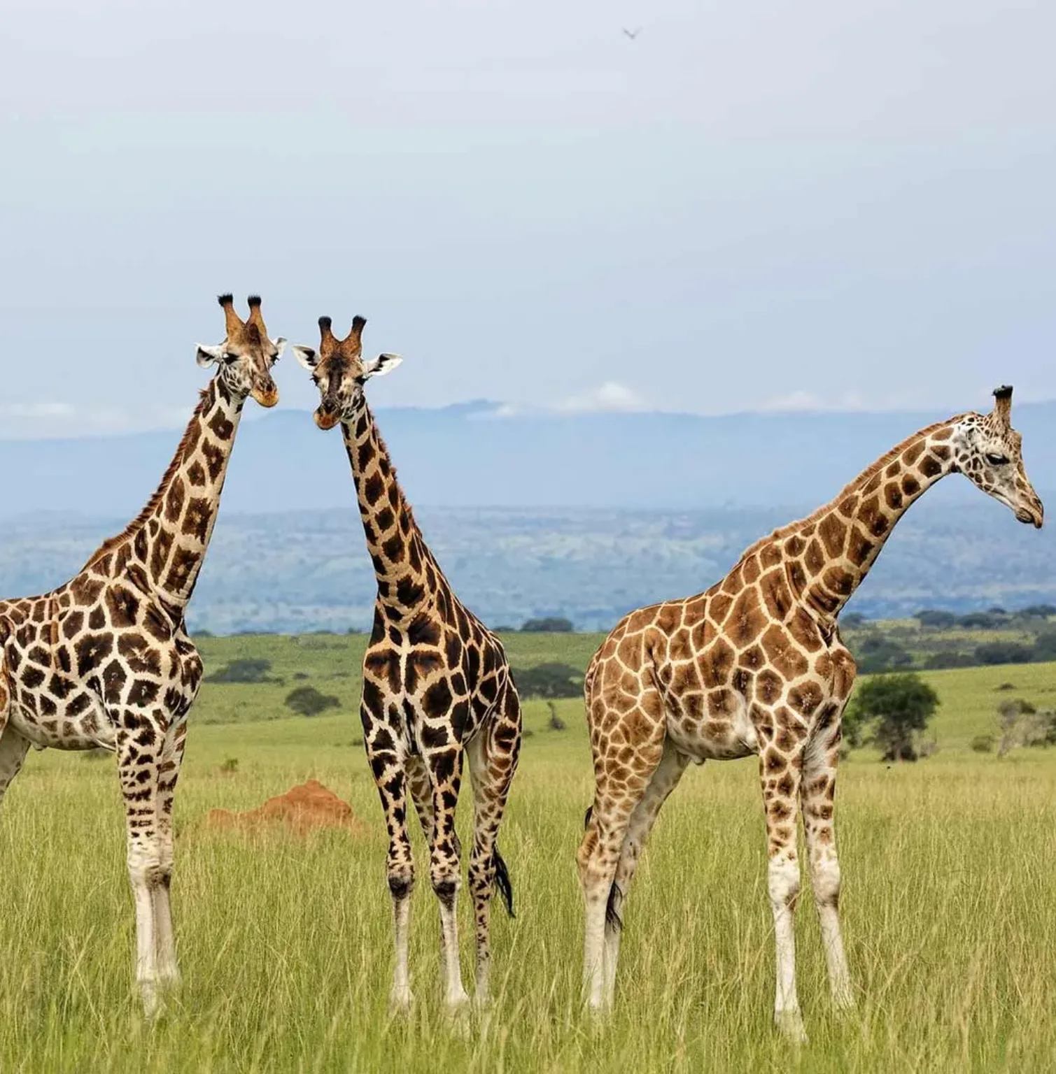 kidepo-valley-national-park-2