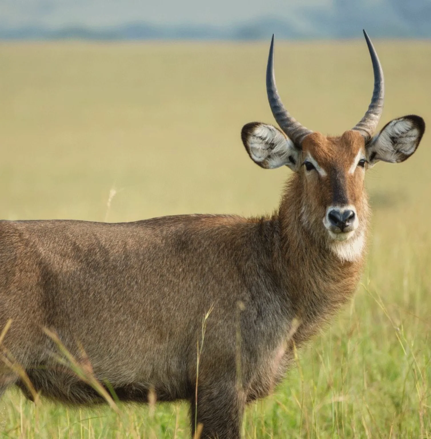 kidepo-valley-national-park-3