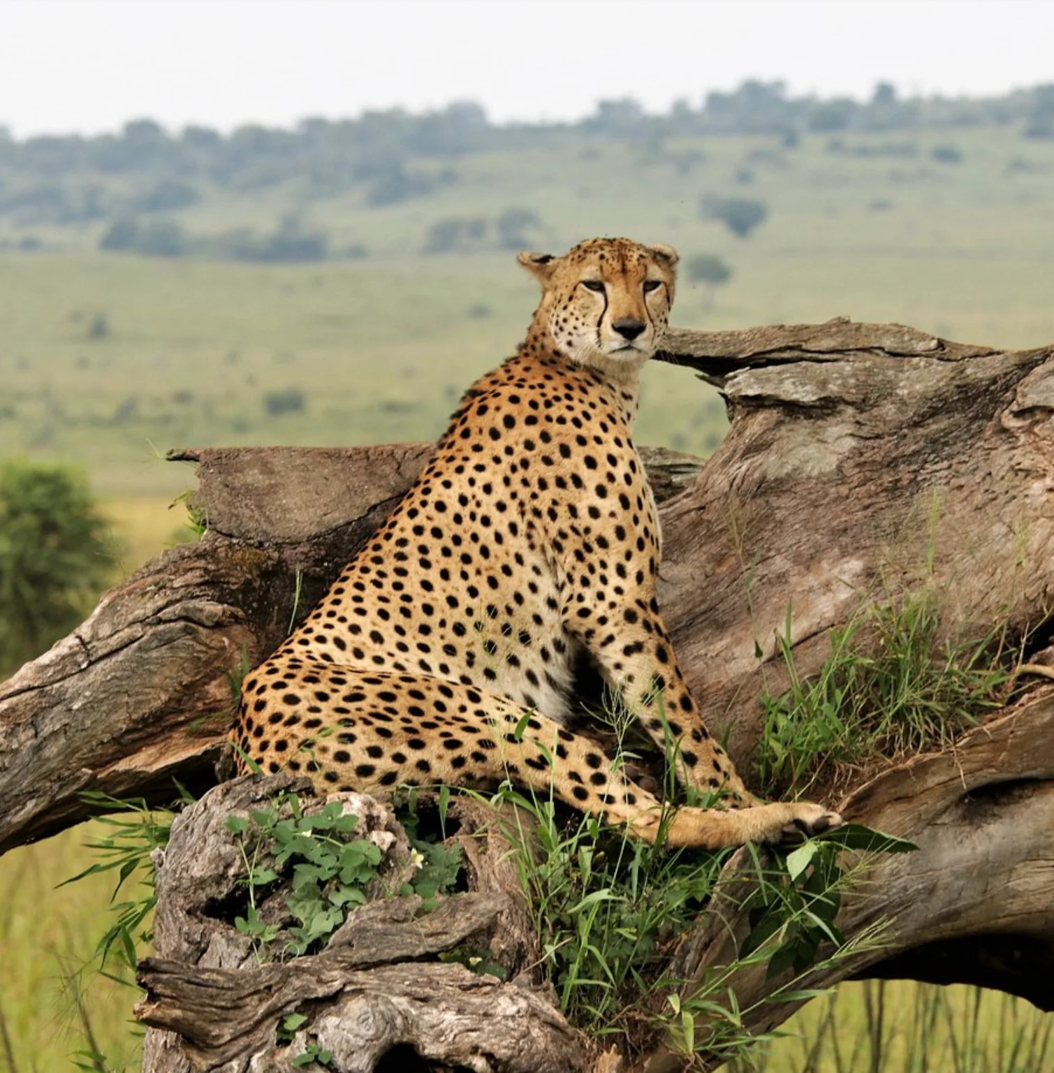 kidepo-valley-national-park-4