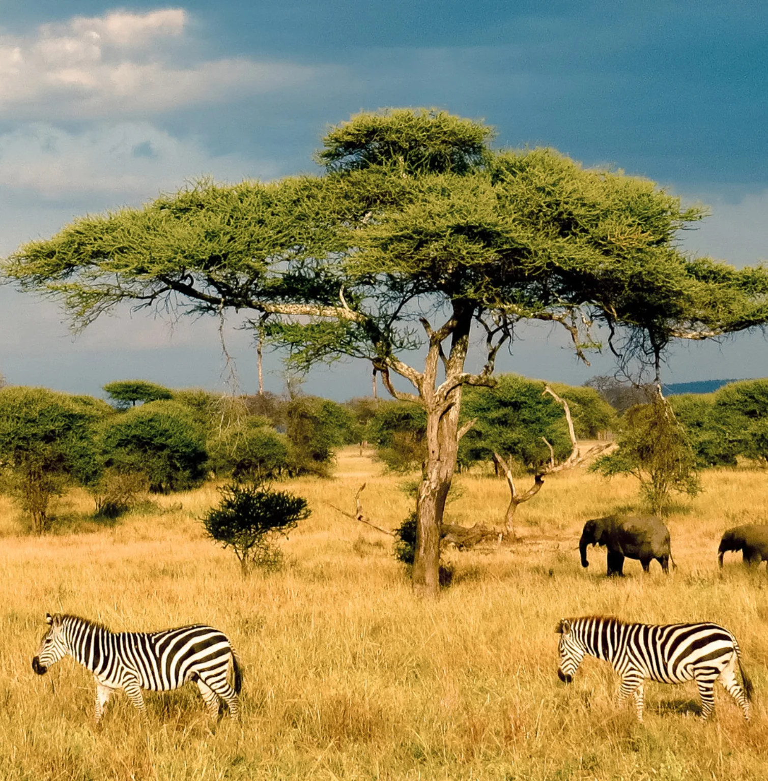 masai-mara-national-reserve-1