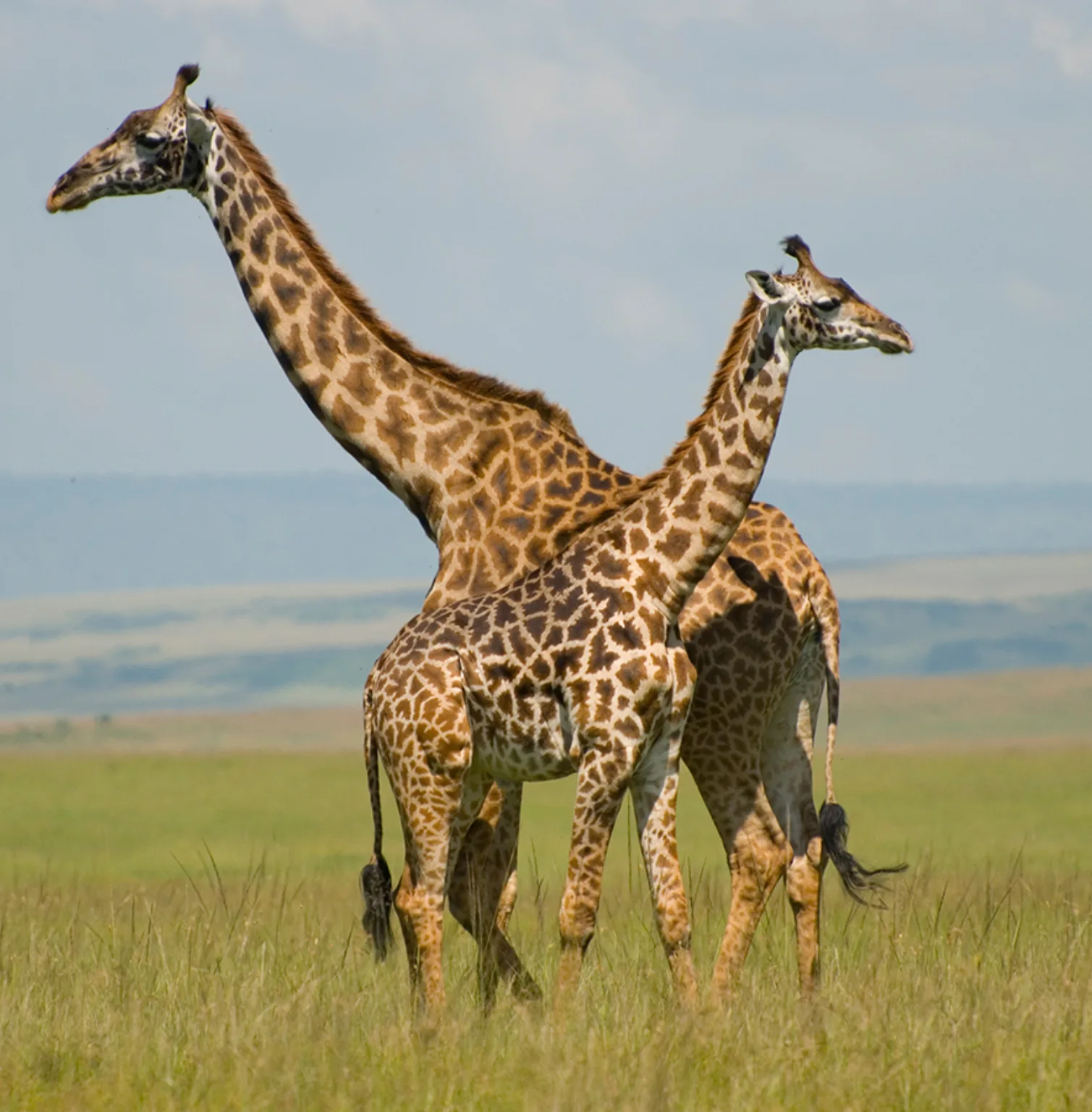 masai-mara-national-reserve-2