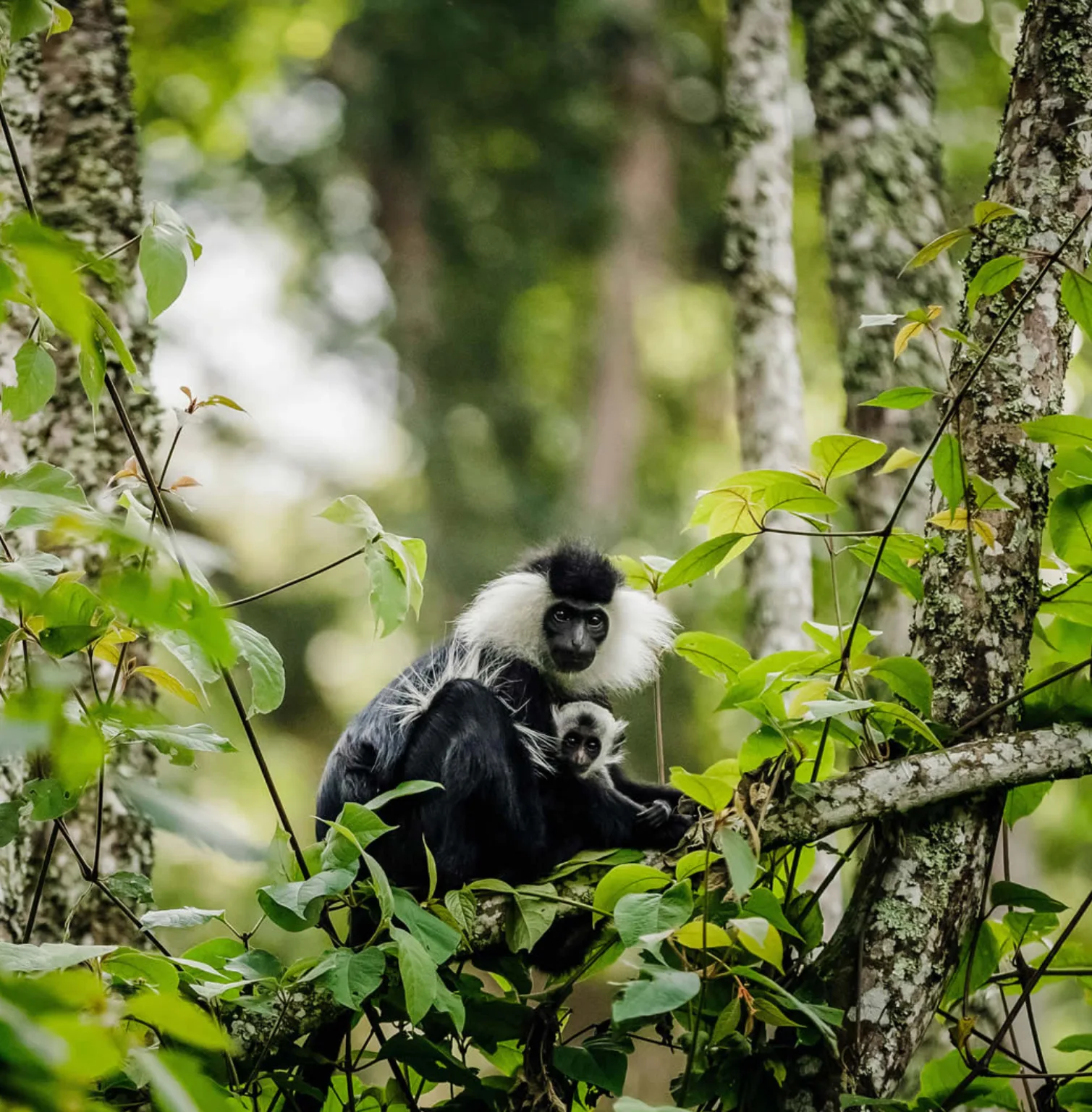 nyungwe-national-park-2
