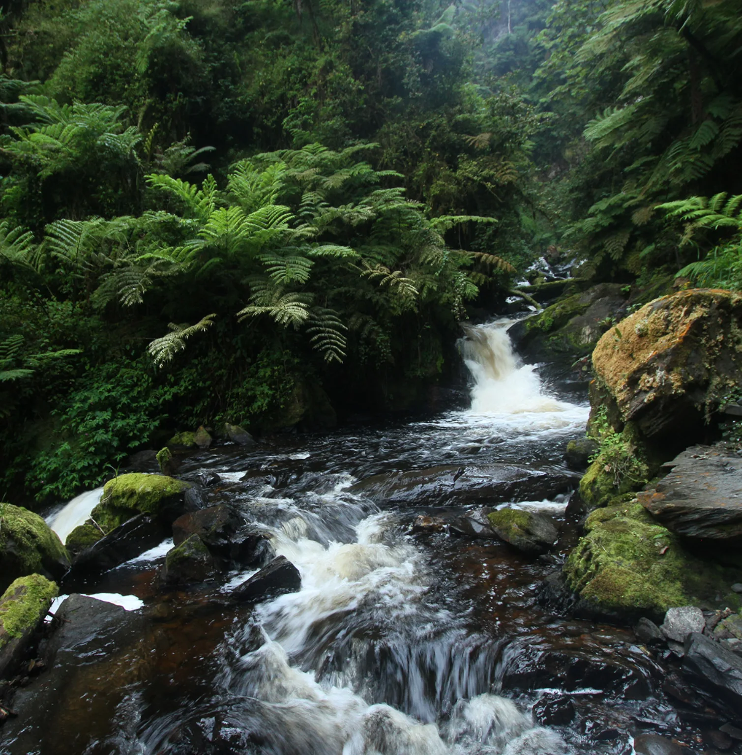 nyungwe-national-park-4