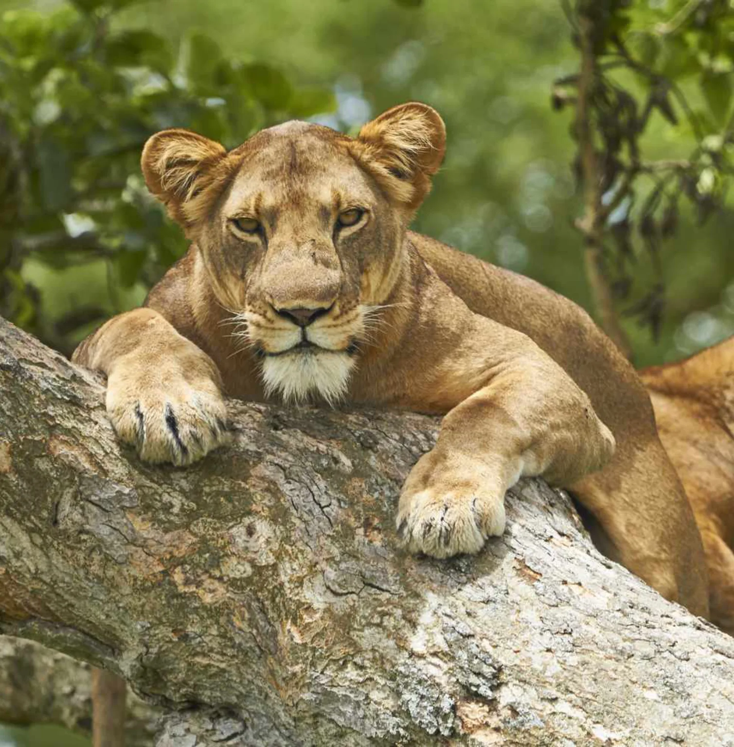 queen-elizabeth-national-park-1
