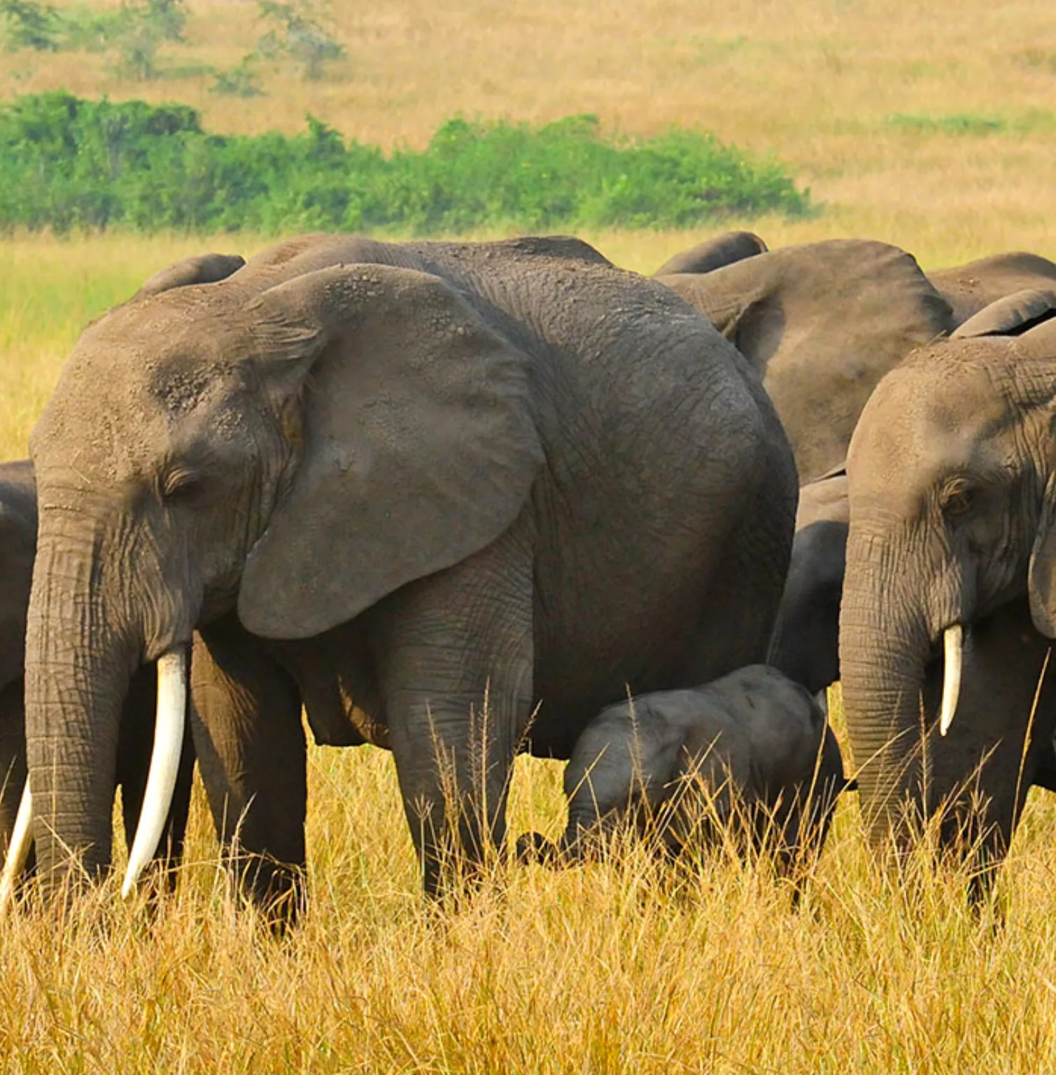 queen-elizabeth-national-park-2