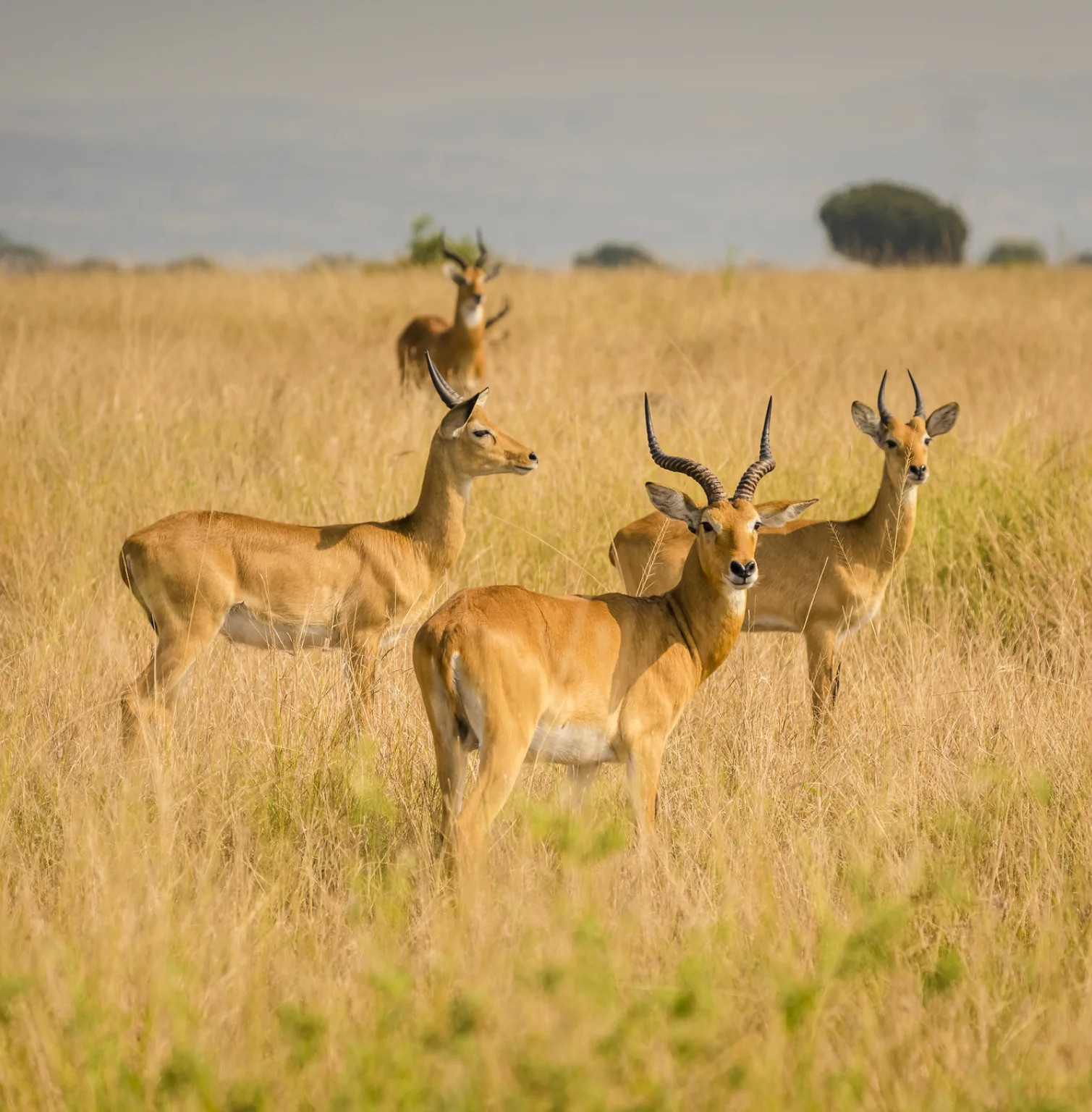 Stag & Hen Parties