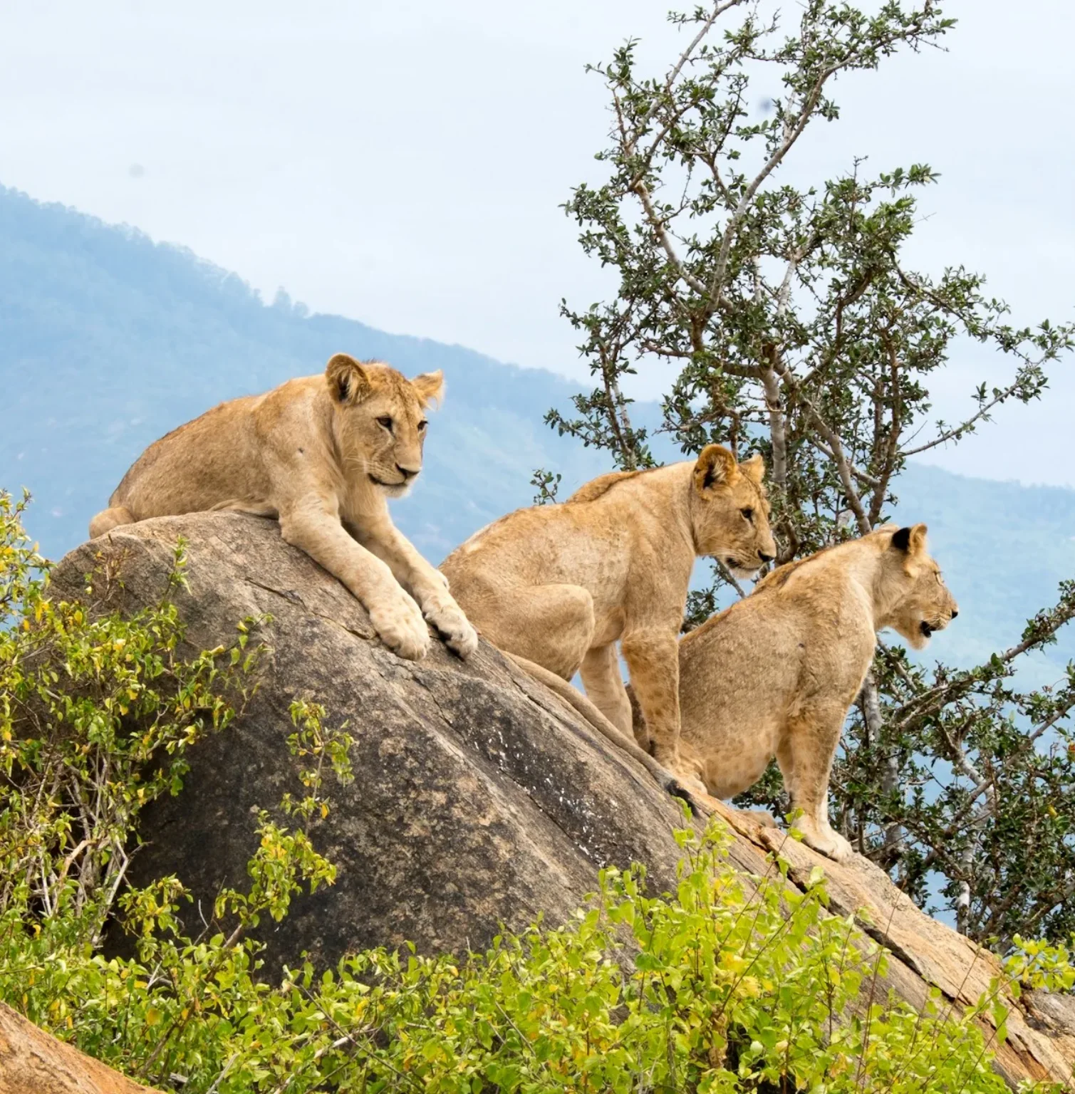 tsavo-east-west-national-parks-2