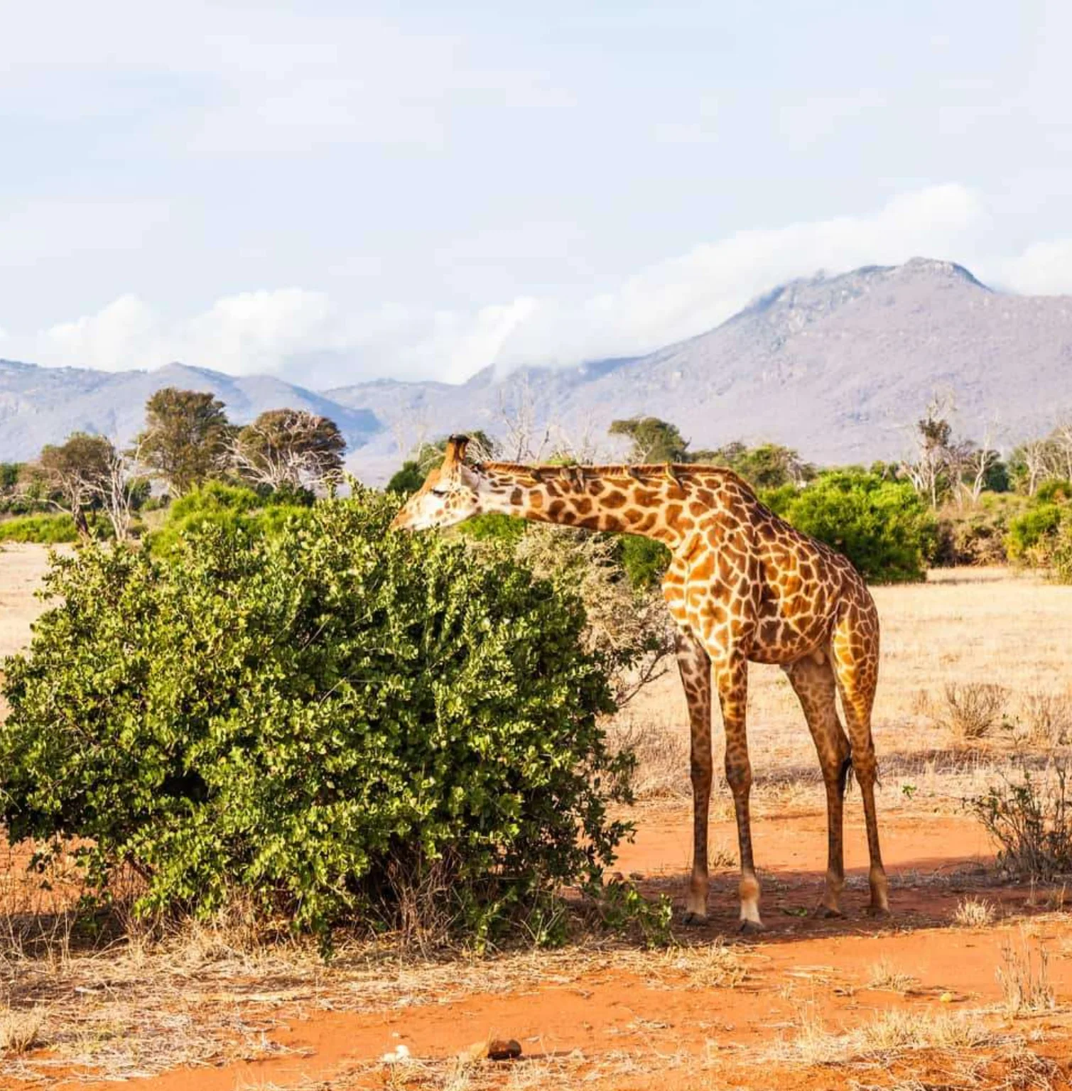 tsavo-east-west-national-parks-3