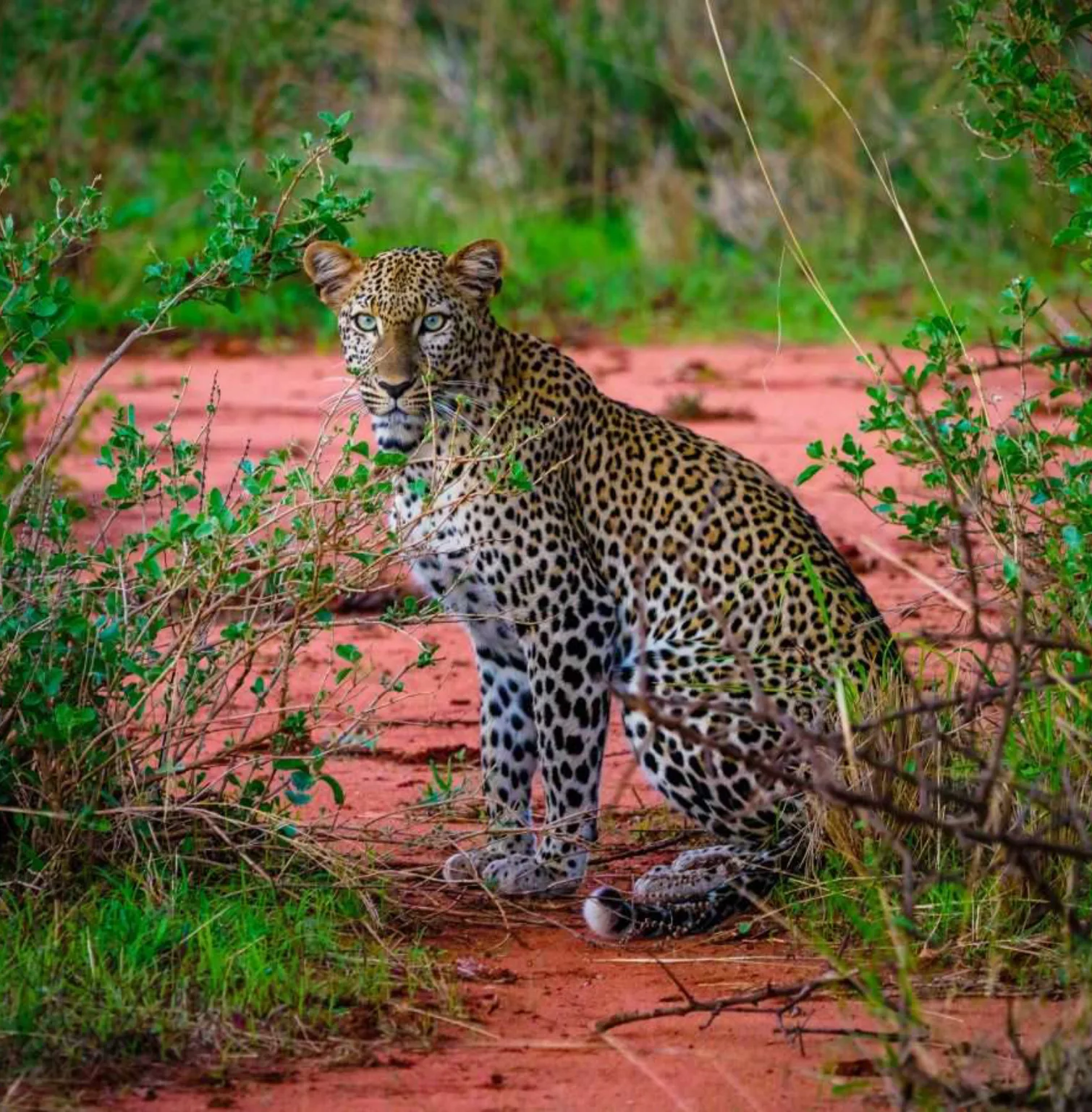 tsavo-east-west-national-parks-4