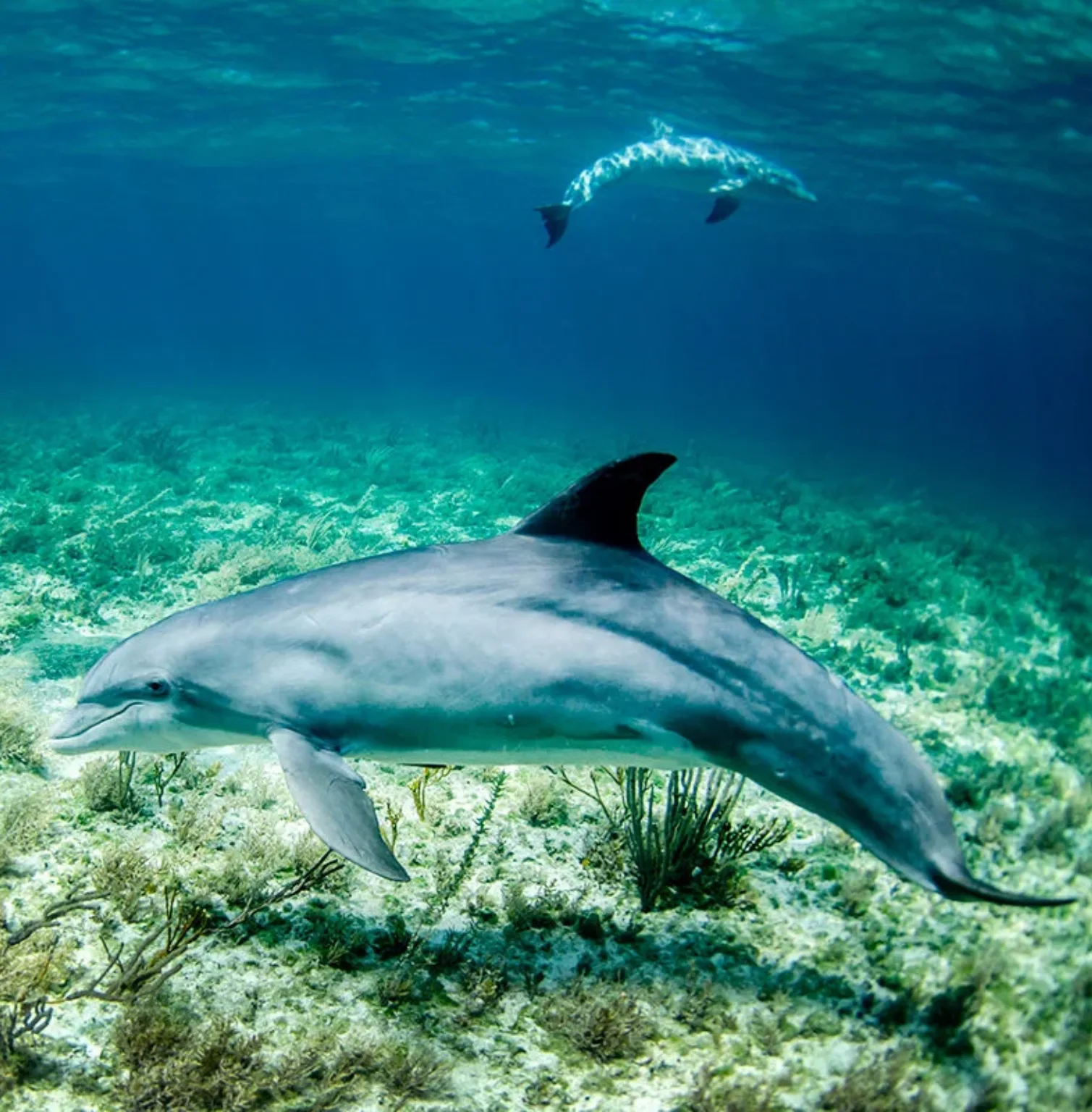 watamu-marine-national-park-1