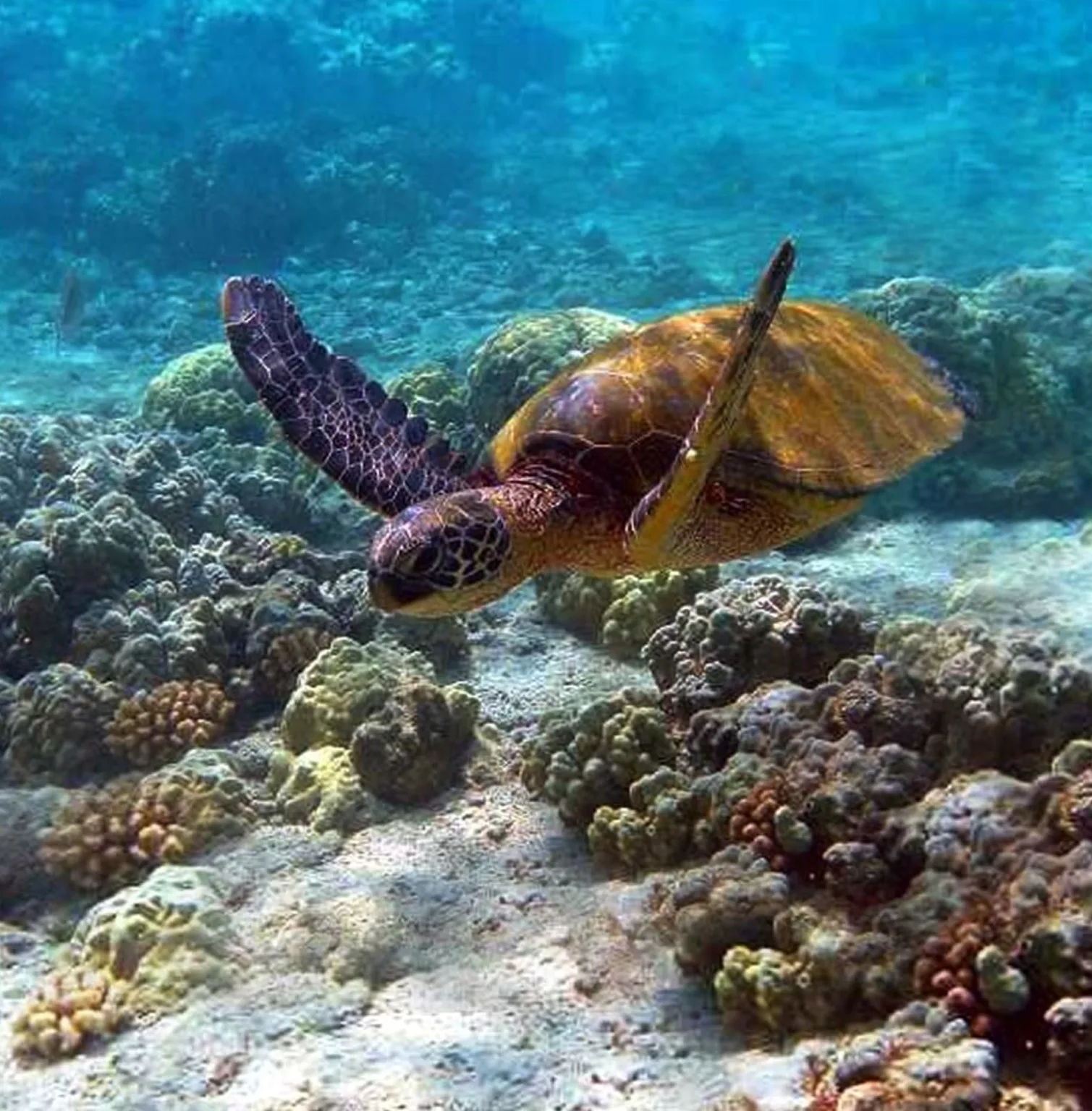 watamu-marine-national-park-2