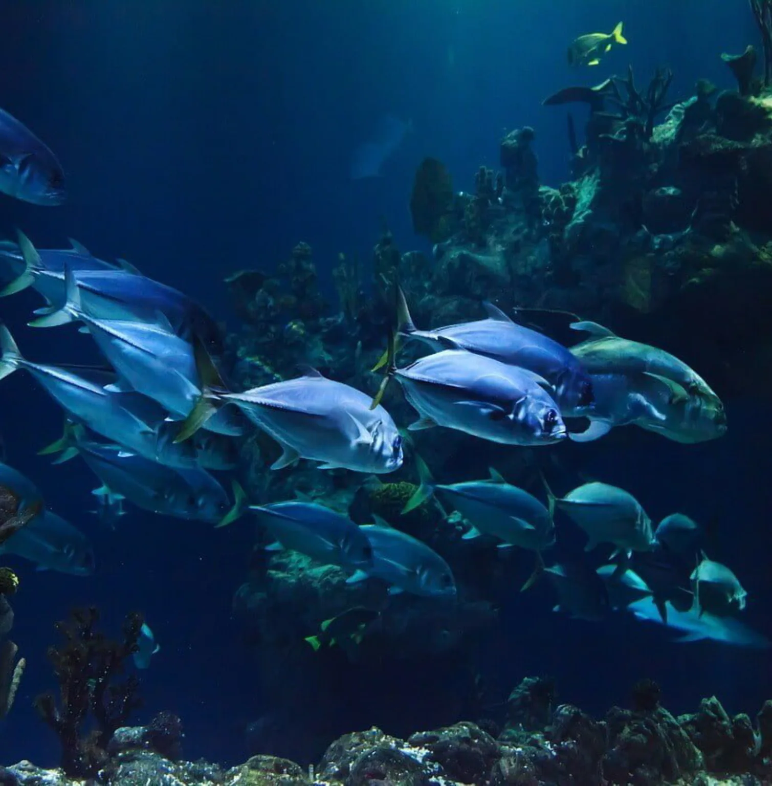 watamu-marine-national-park-3