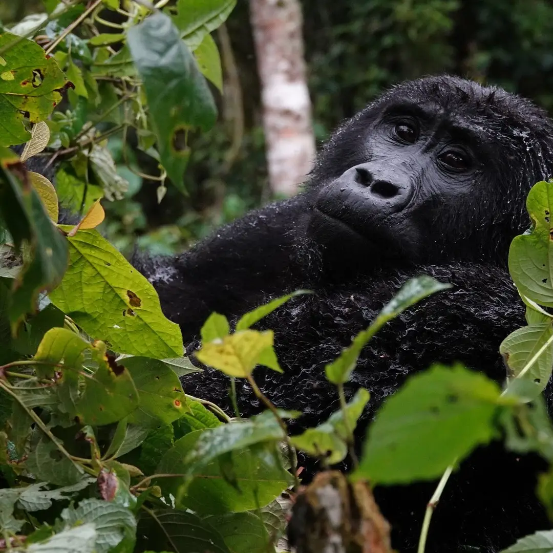 5-days-gorilla-tracking-safaris-in-uganda1